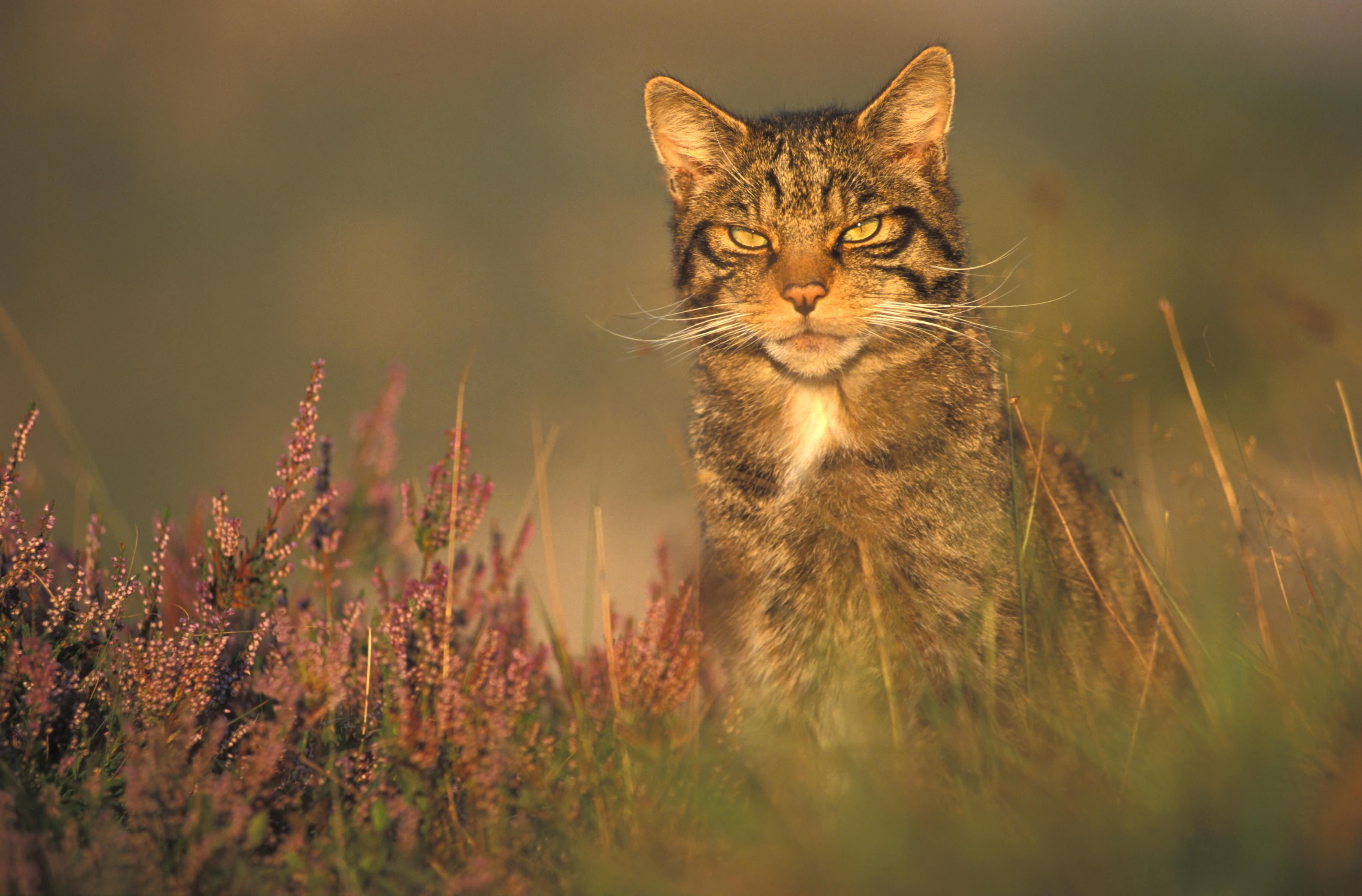 Scottish Wildcat image Wildcat in Heather HD wallpaper