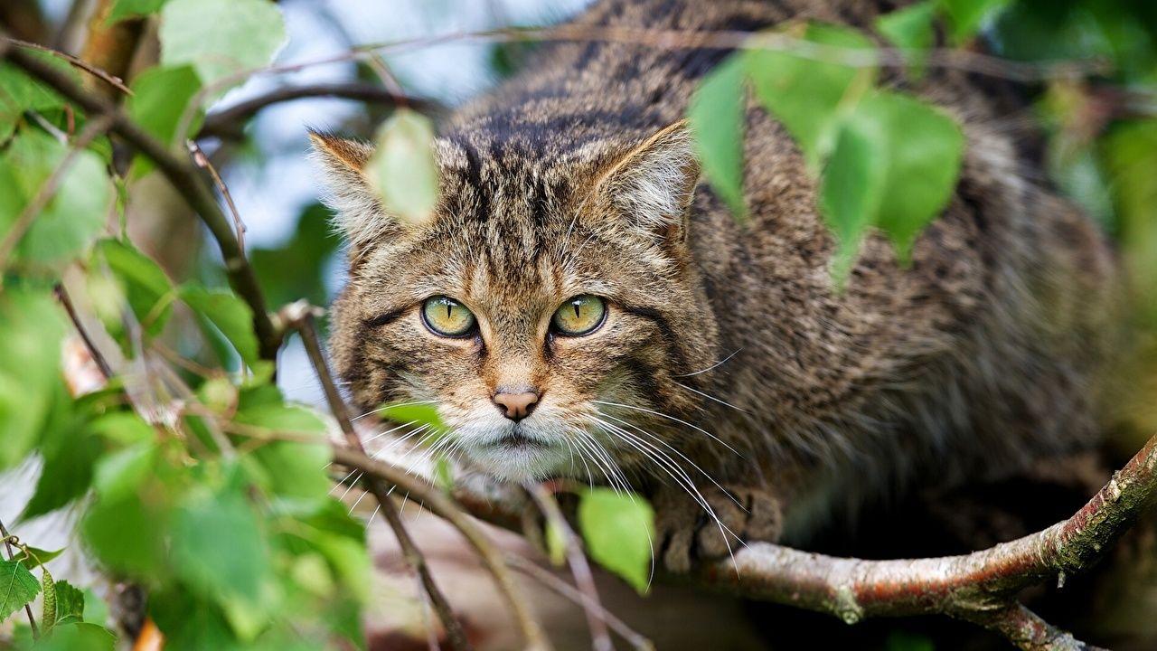 Picture Cats Scottish Wildcat Whiskers Branches Animals Staring