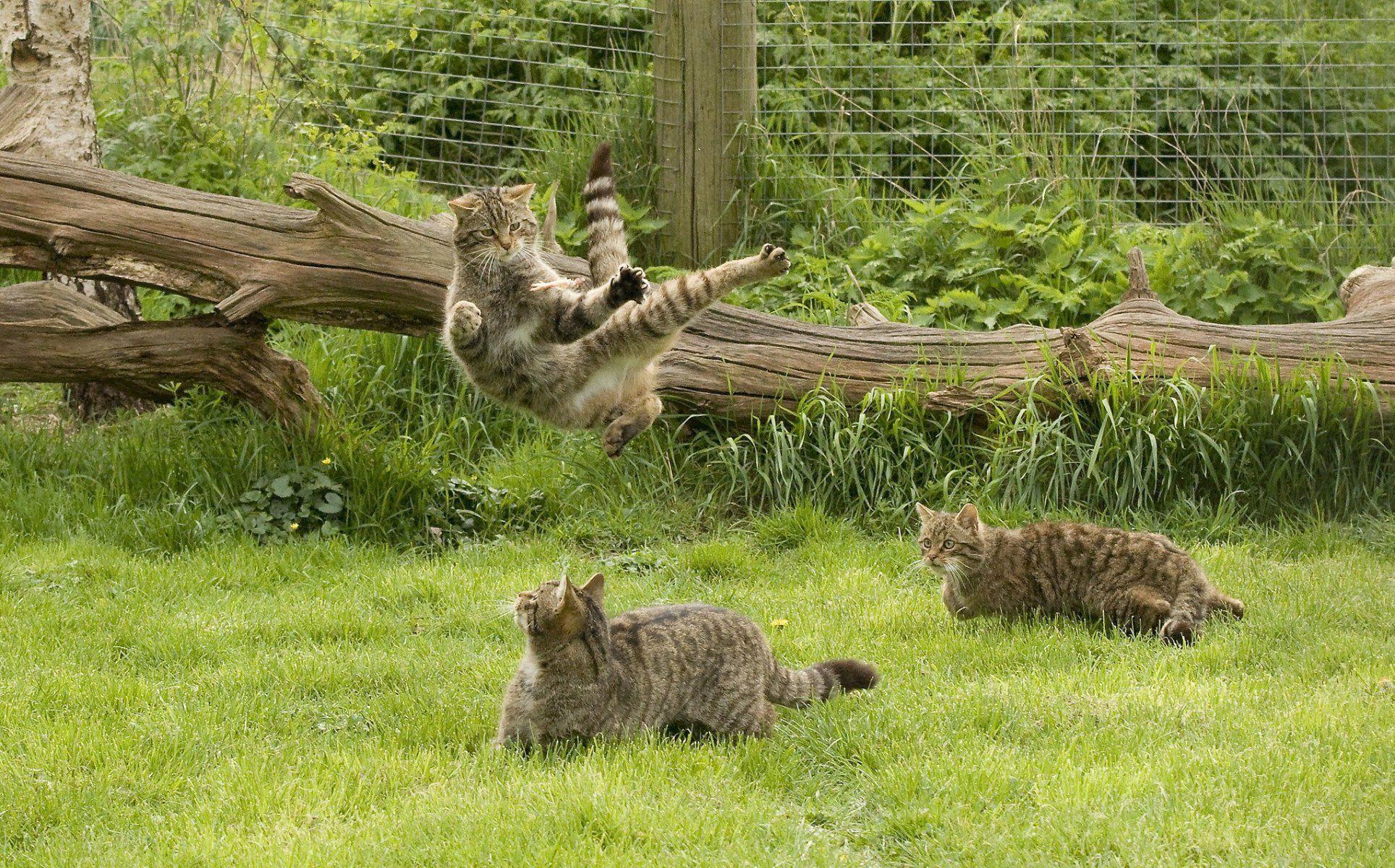 scottish wild cat the scottish wildcat games kung fu grass HD wallpaper