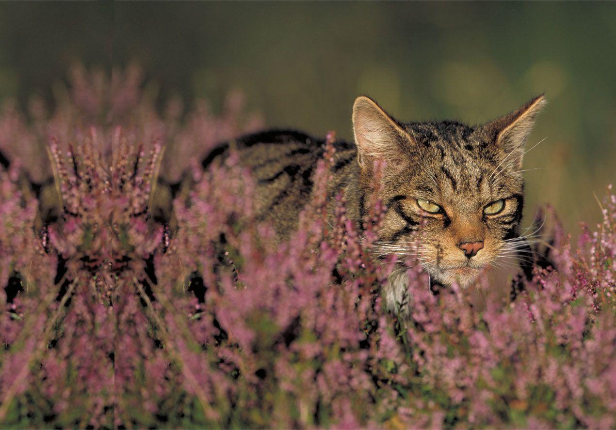 Thinking inside the box trapping Scottish wildcat prey