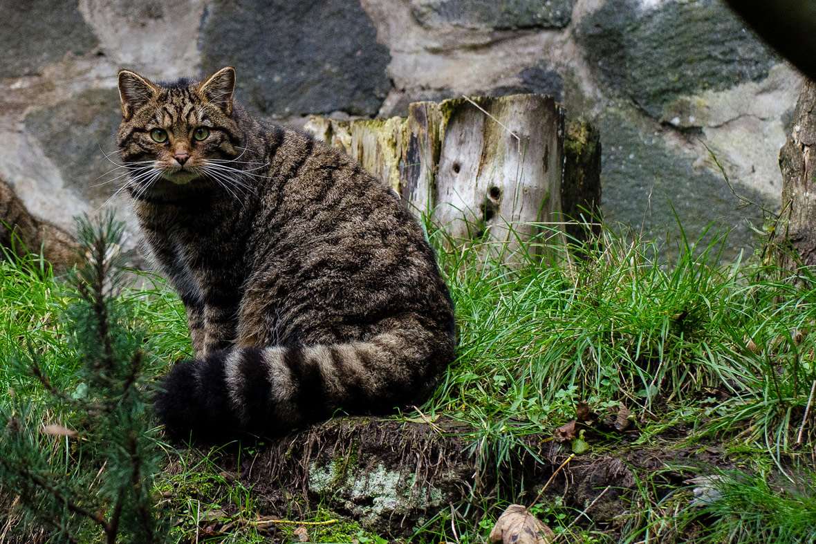 Through Golden Eyes: Scotland's 'Highland tiger' is a cat on
