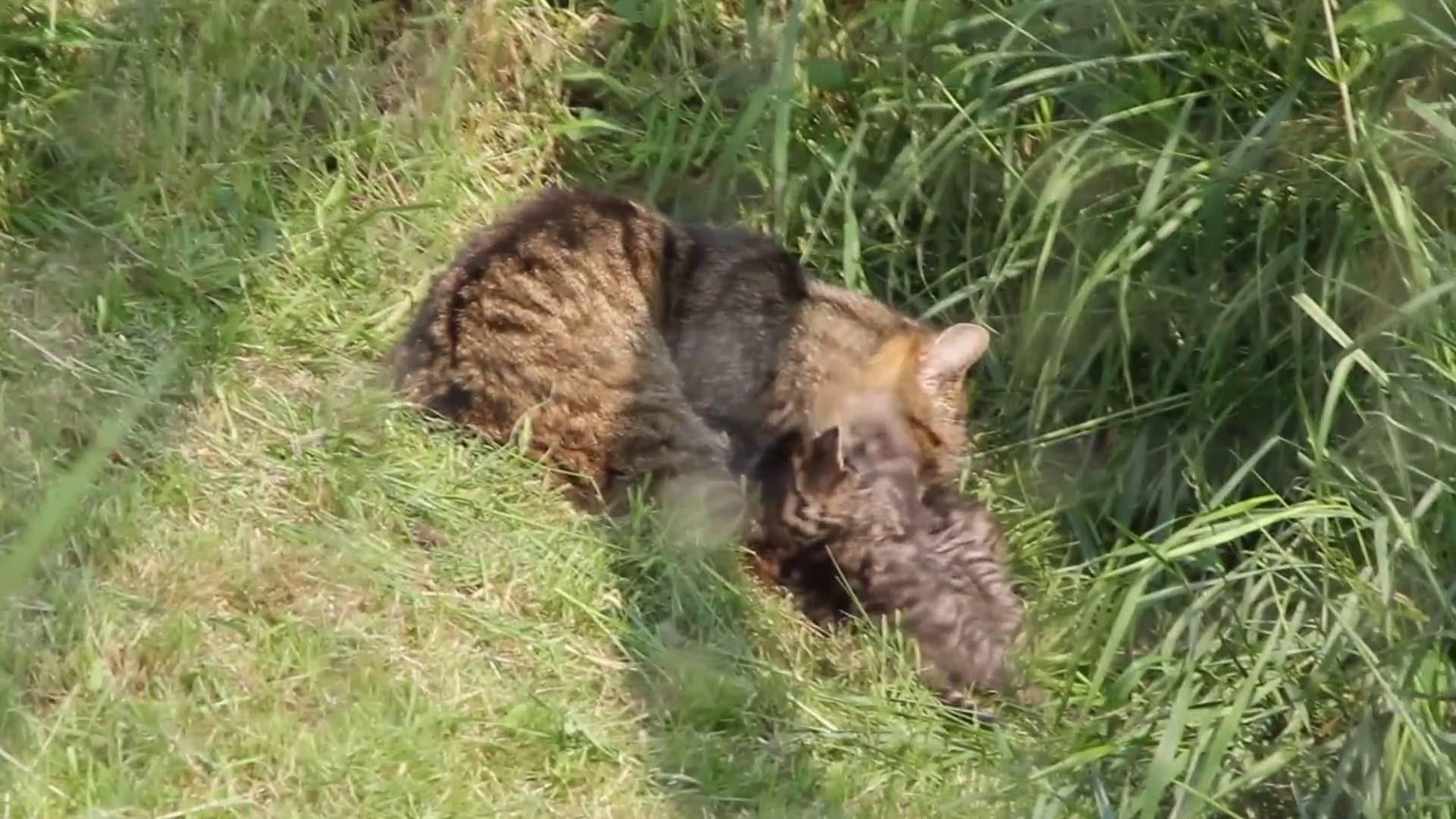 Scottish Wildcat kittens