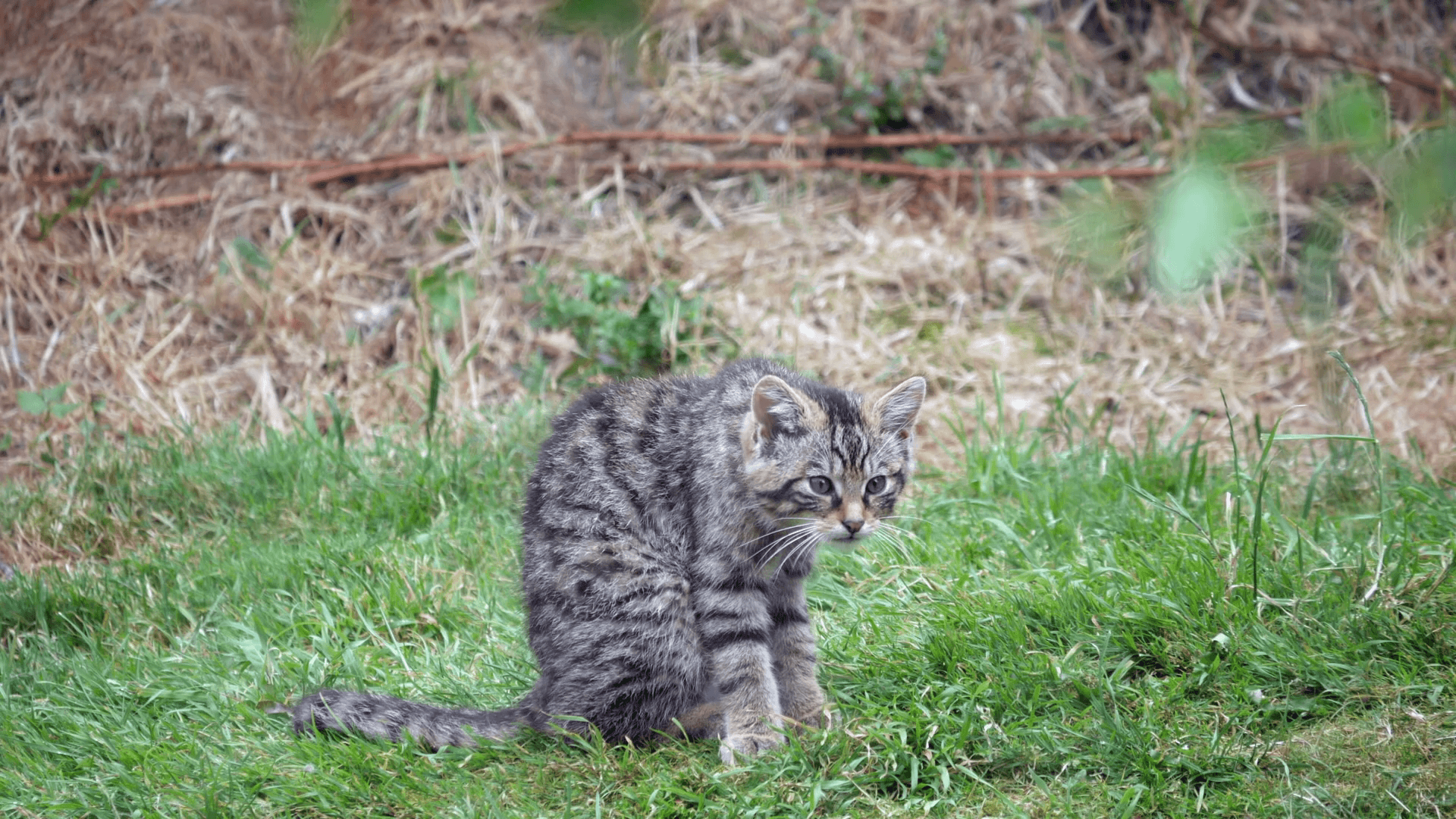 Scottish Wildcat Kitten Stock Video Footage