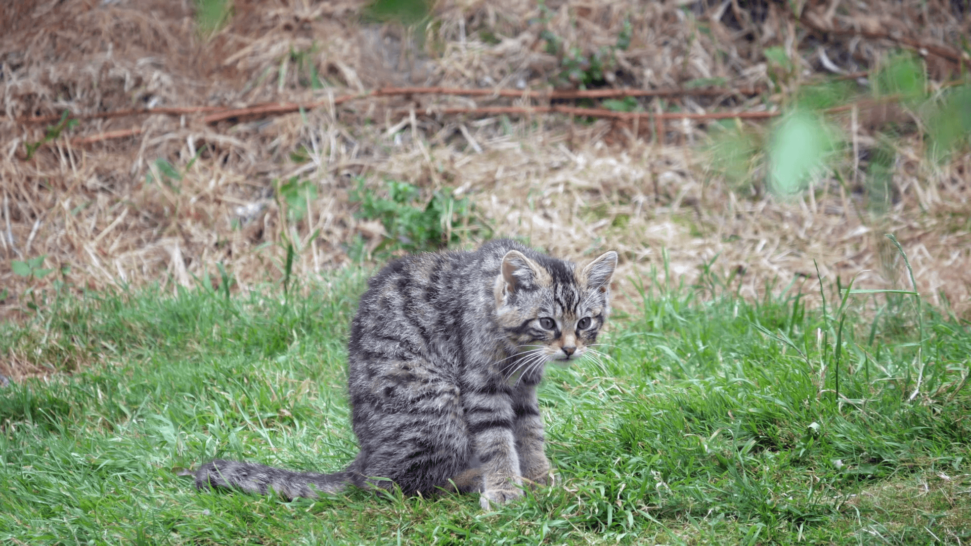 Scottish Wildcat Wallpapers - Wallpaper Cave