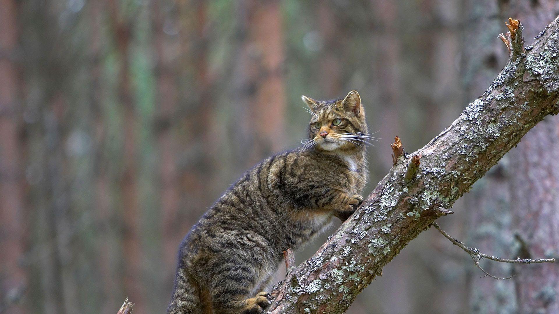 A Scottish wildcat in Cairngorms National Park, Scotland © Pete