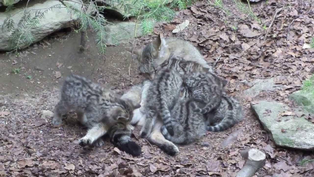 European Wild Cats