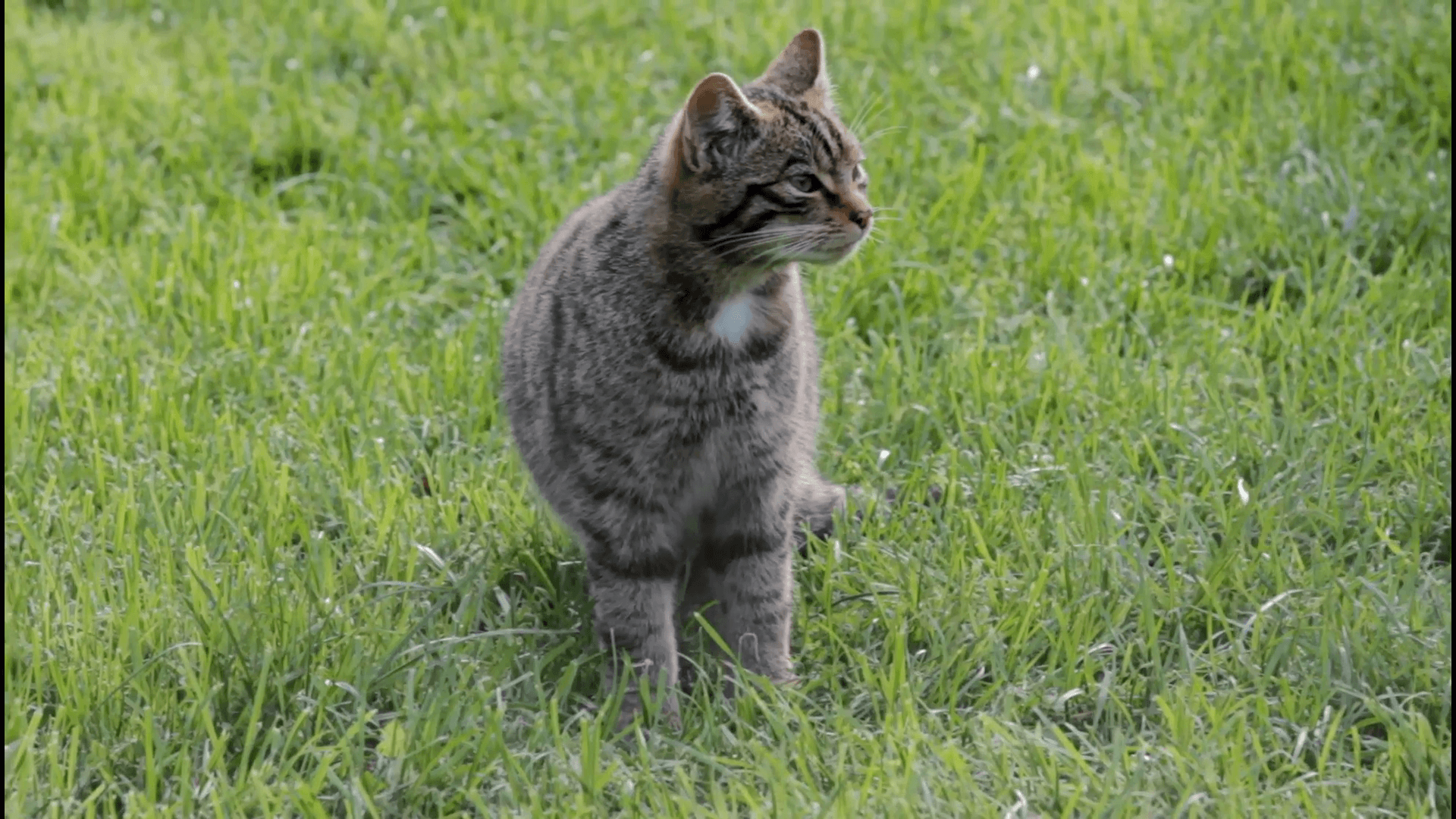 Scottish Wildcat Walking Out of Frame Stock Video Footage
