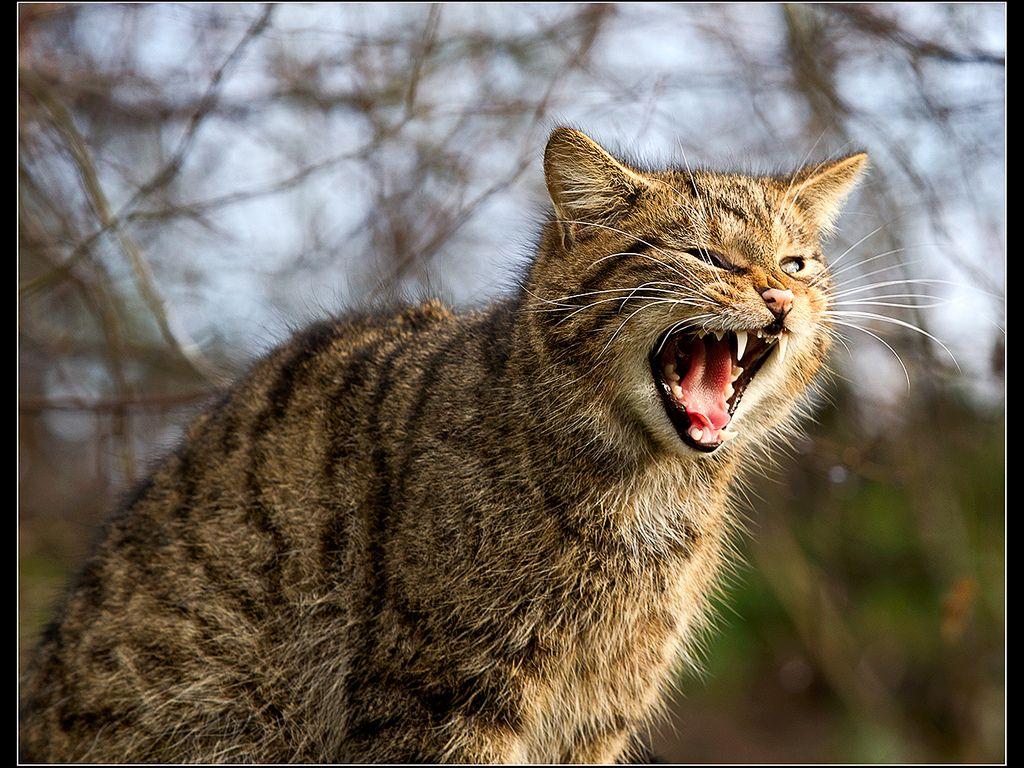 Scottish Wildcat Snarling. Jeremy Malley Smith