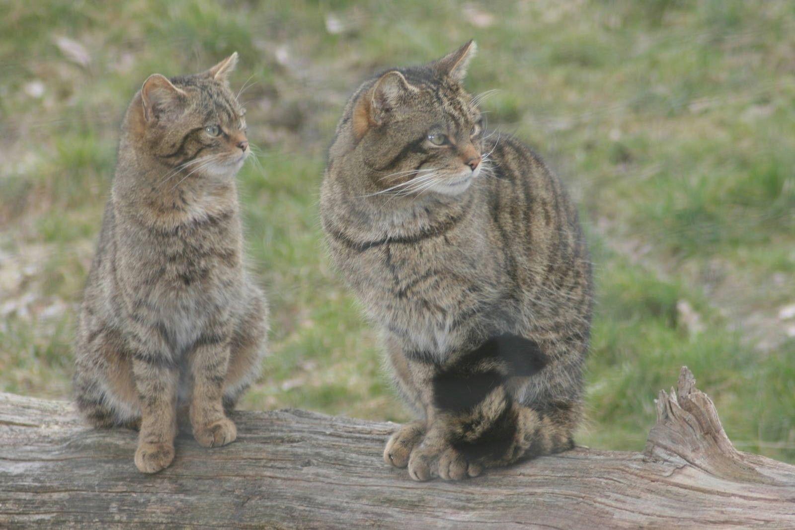 European Wildcat Wallpaper HD Download