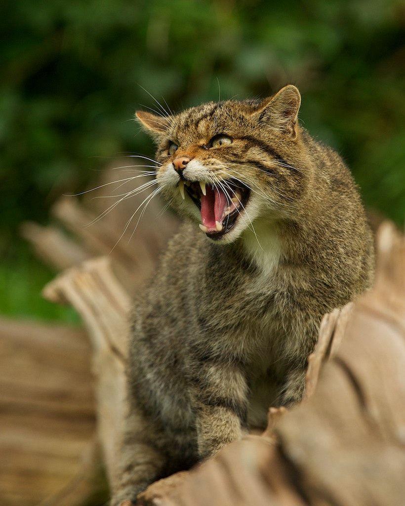 Macavity, one of the Scottish wildcats UK's only native wild cat