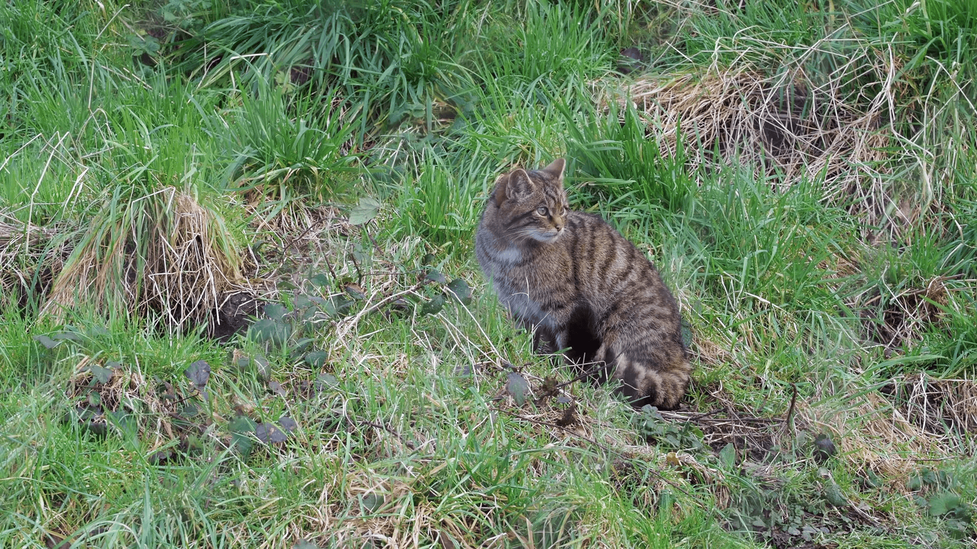 Scottish wildcat (Felis silvestris grampia), or Highland tiger