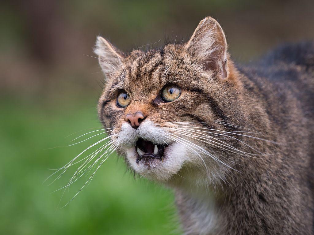 Scottish wildcat. Taken at the British Wildlife Centre. Sue Cro
