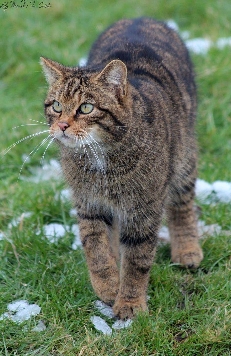 best Felis Grampius image. Big cats, Scotland
