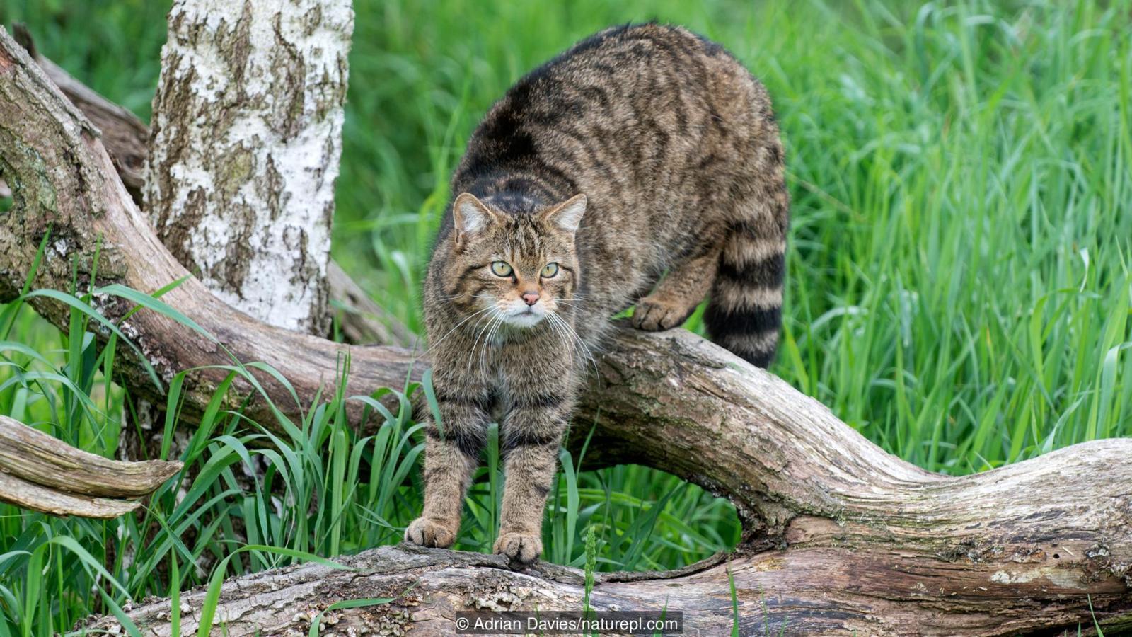 Scottish Wildcat on the prowl, link in comments