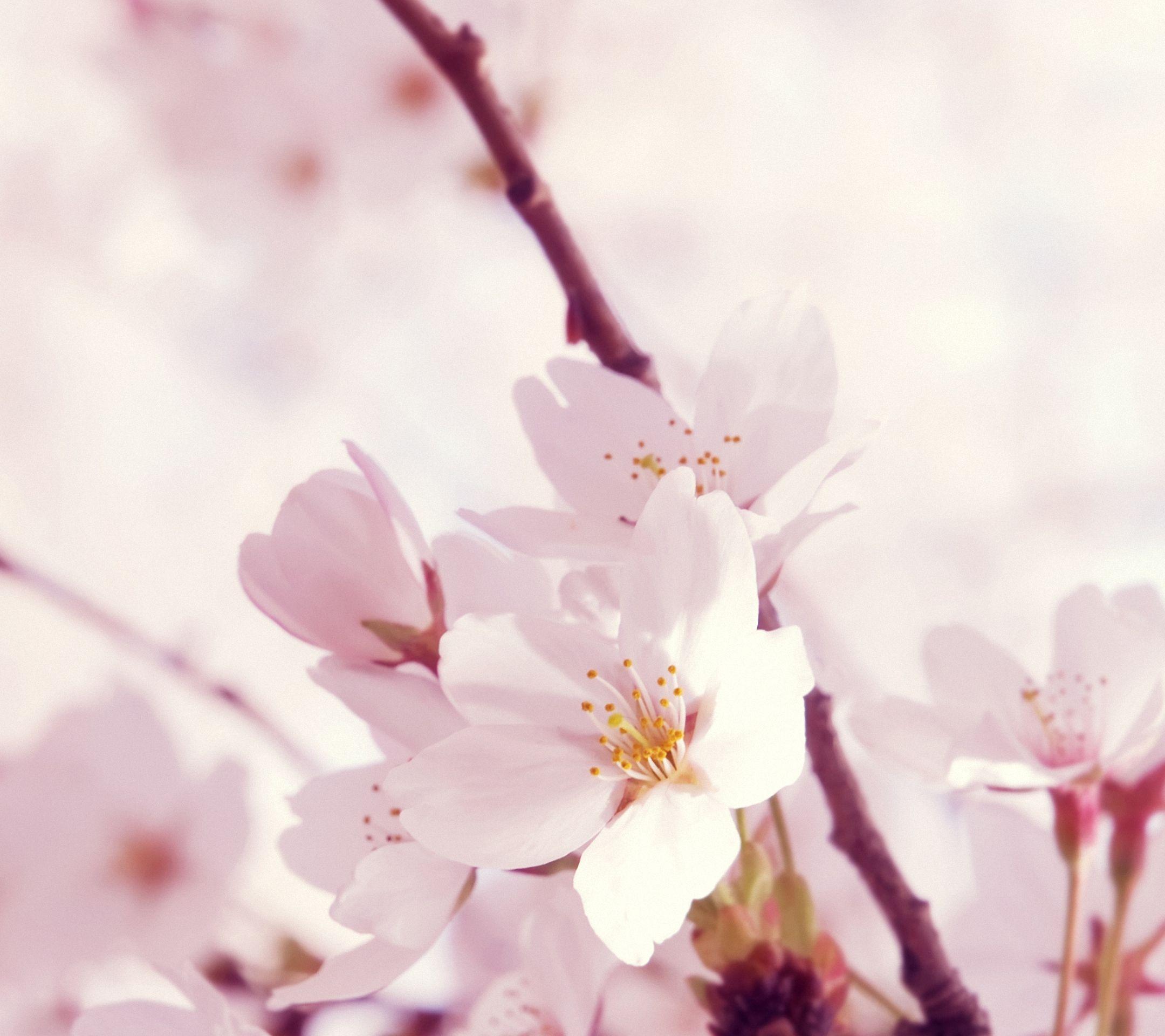 Peach Blossom sony xperia z Wallpaper HD 2160x1920