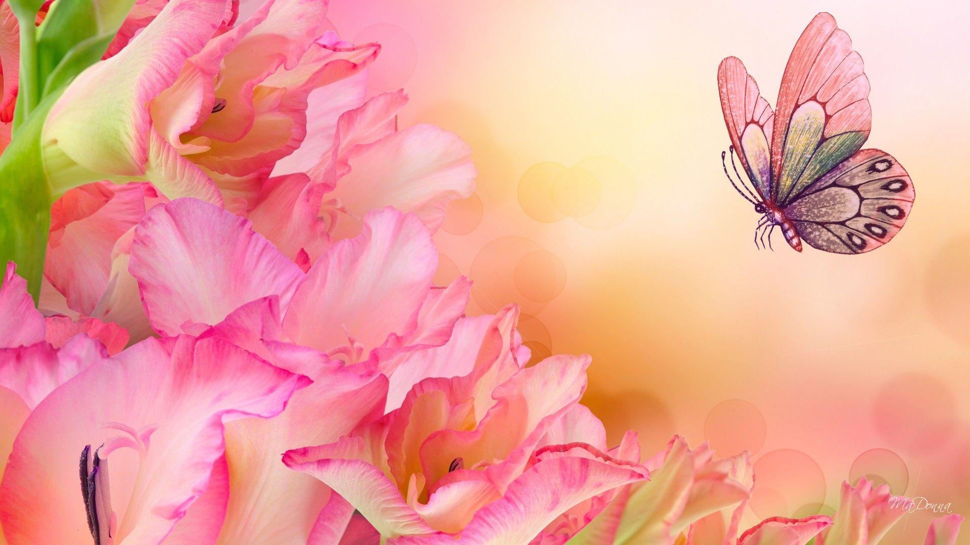 Flower: Butterfly Gladiolas Glads Glow Flowers Pink Summer Spring
