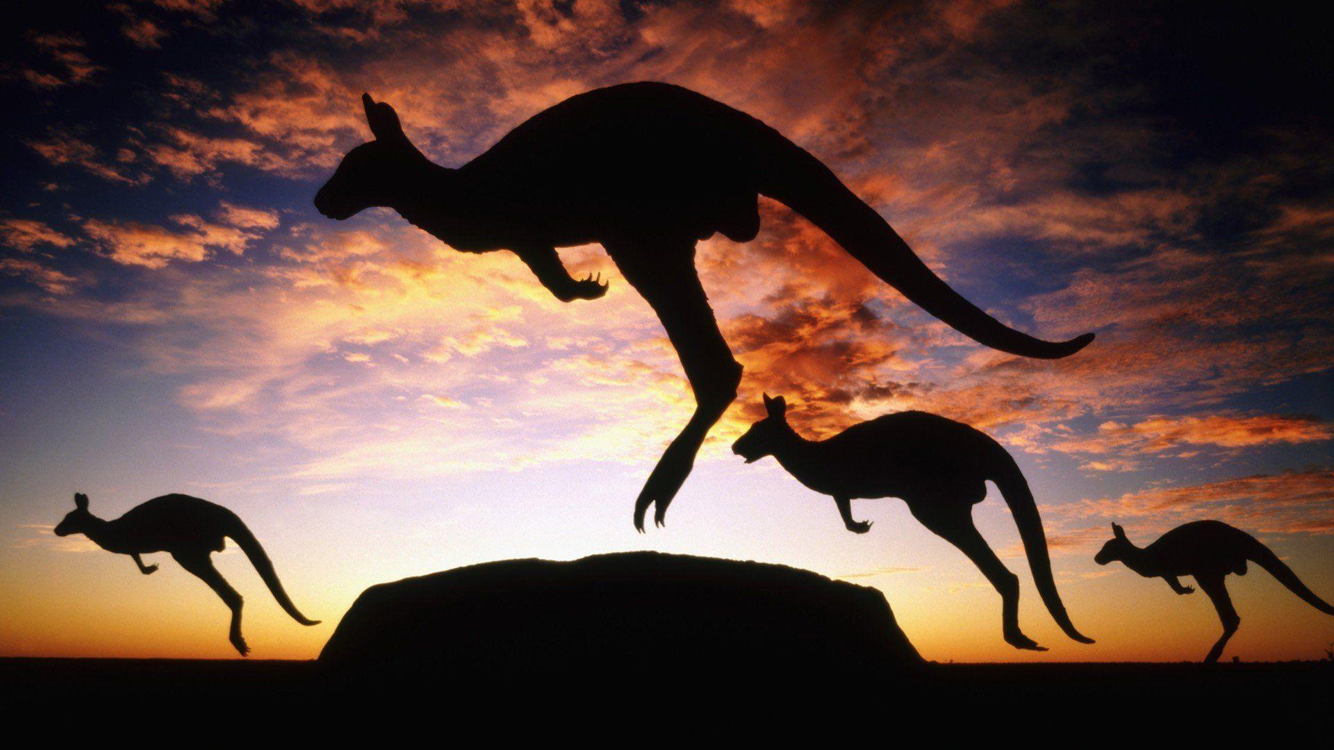 kangaroos, Ayers Rock, Uluru HD Wallpaper / Desktop and Mobile