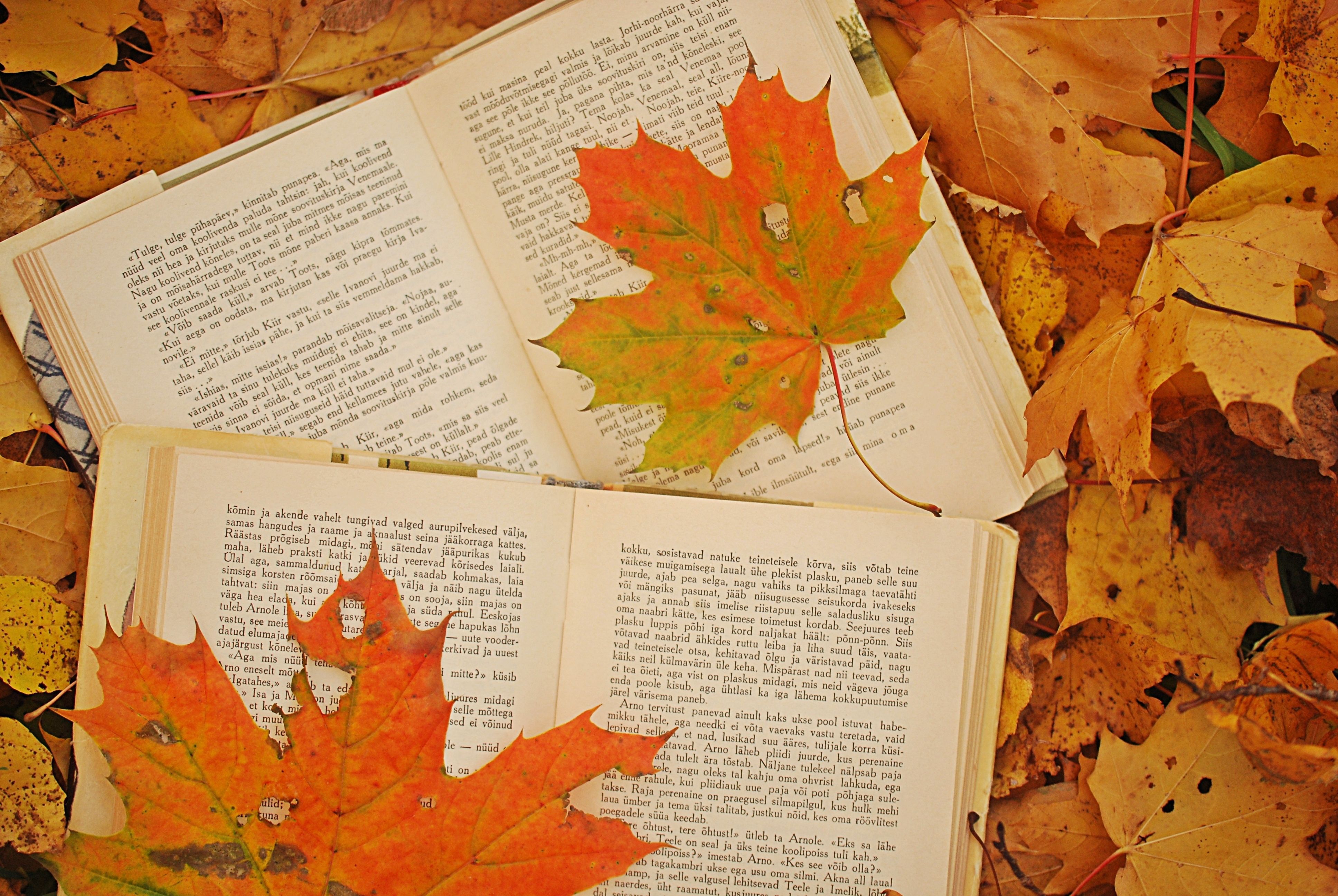 Image detail for -Picture, autumn, leaves, maple, books wallpaper