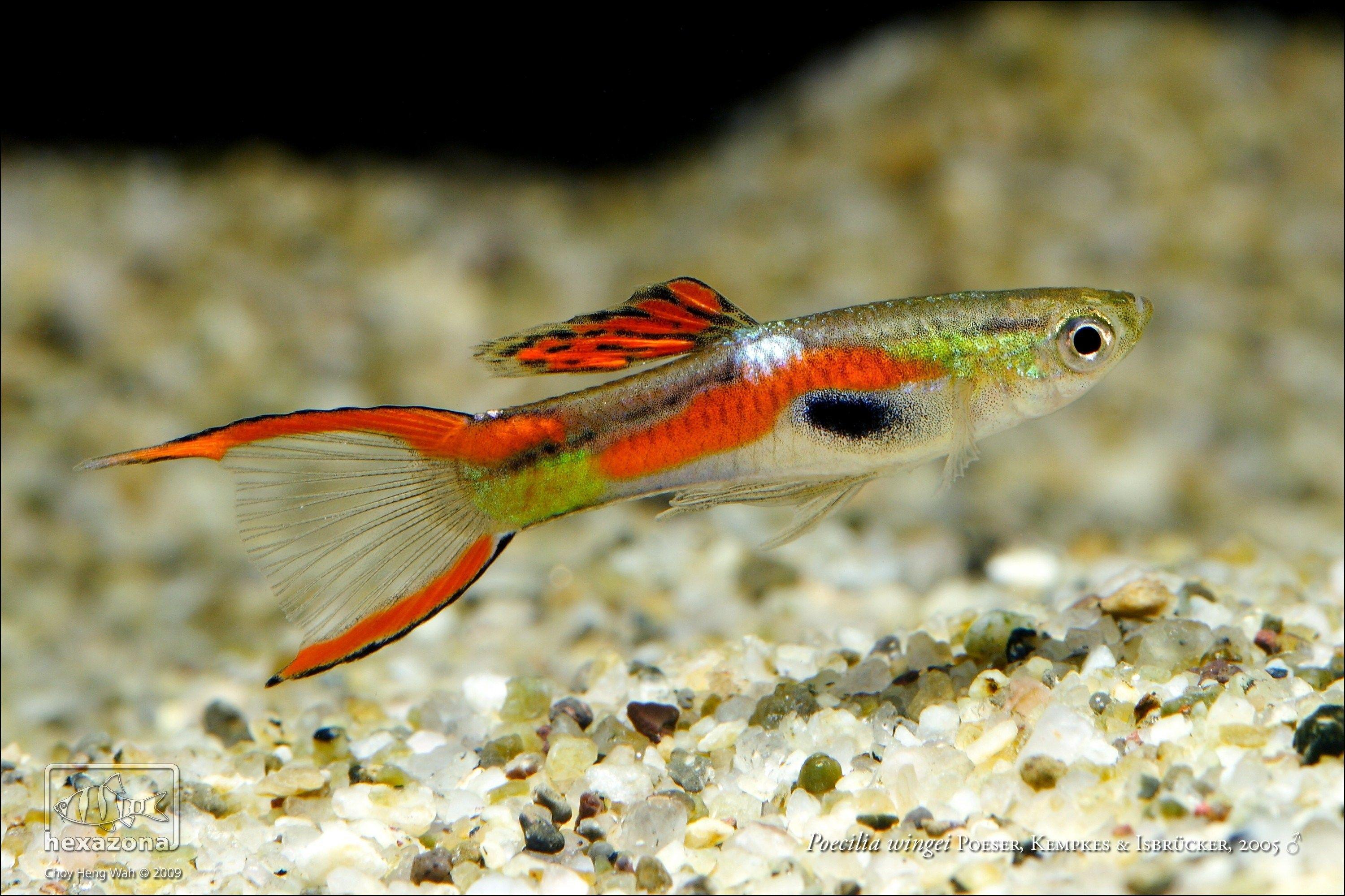 Fishes: Guppy Fish Tropical HD Wallpaper Free Download for HD 16:9