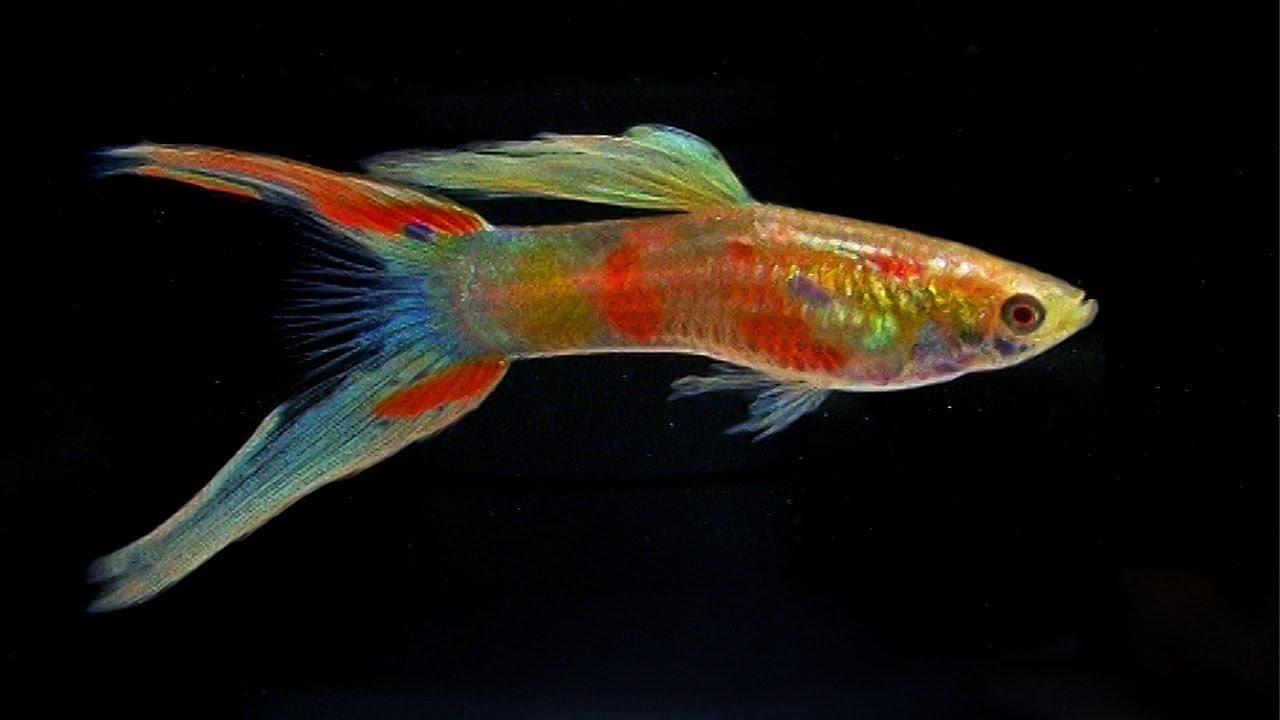 Guppies Wallpaper HD Download