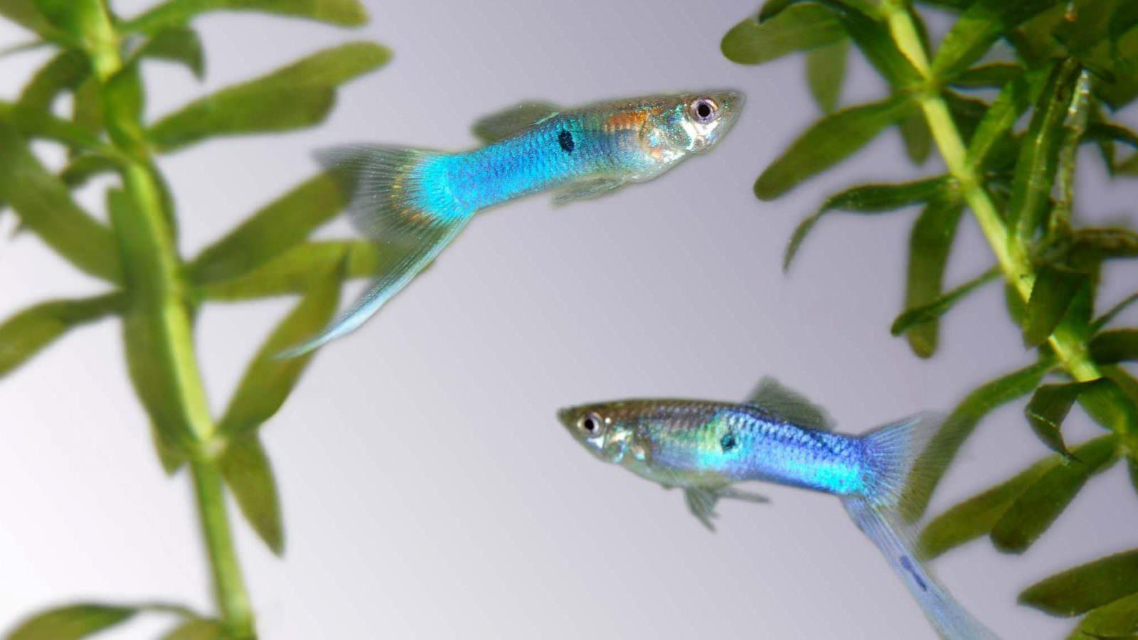 GUPPY Fish tropical wide HD 4K wallpaper