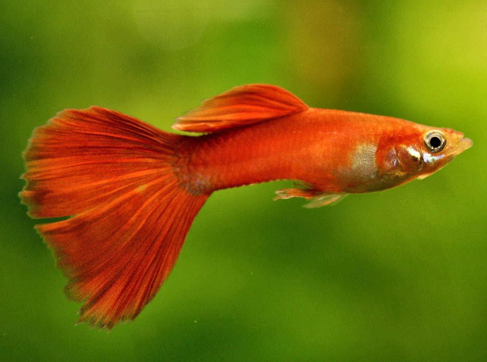 Animal Guppy Desktops Free Wallpaper 1600x1190