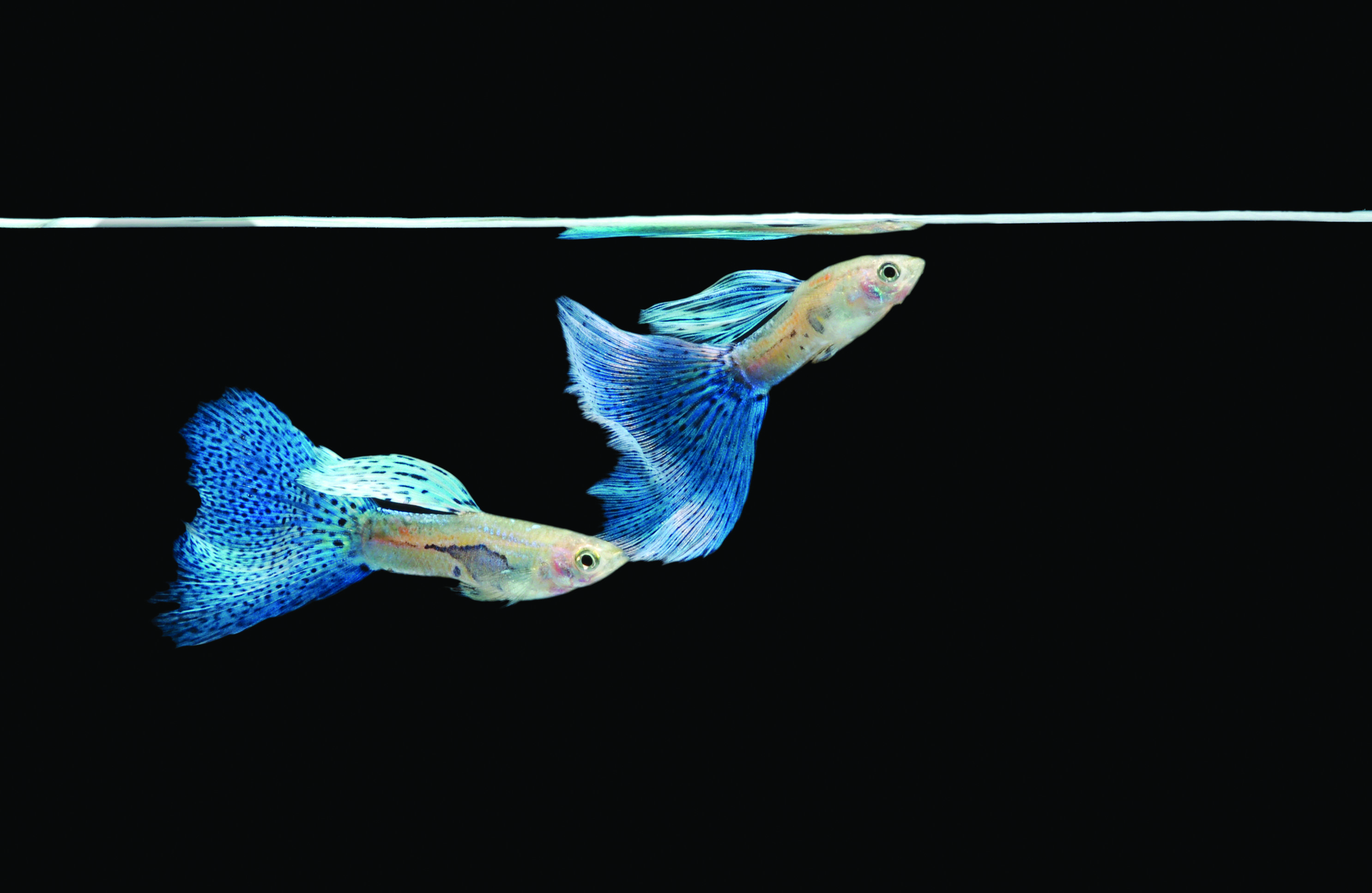 Understanding Trade Offs Of Coloration By Guppies. The Harvard