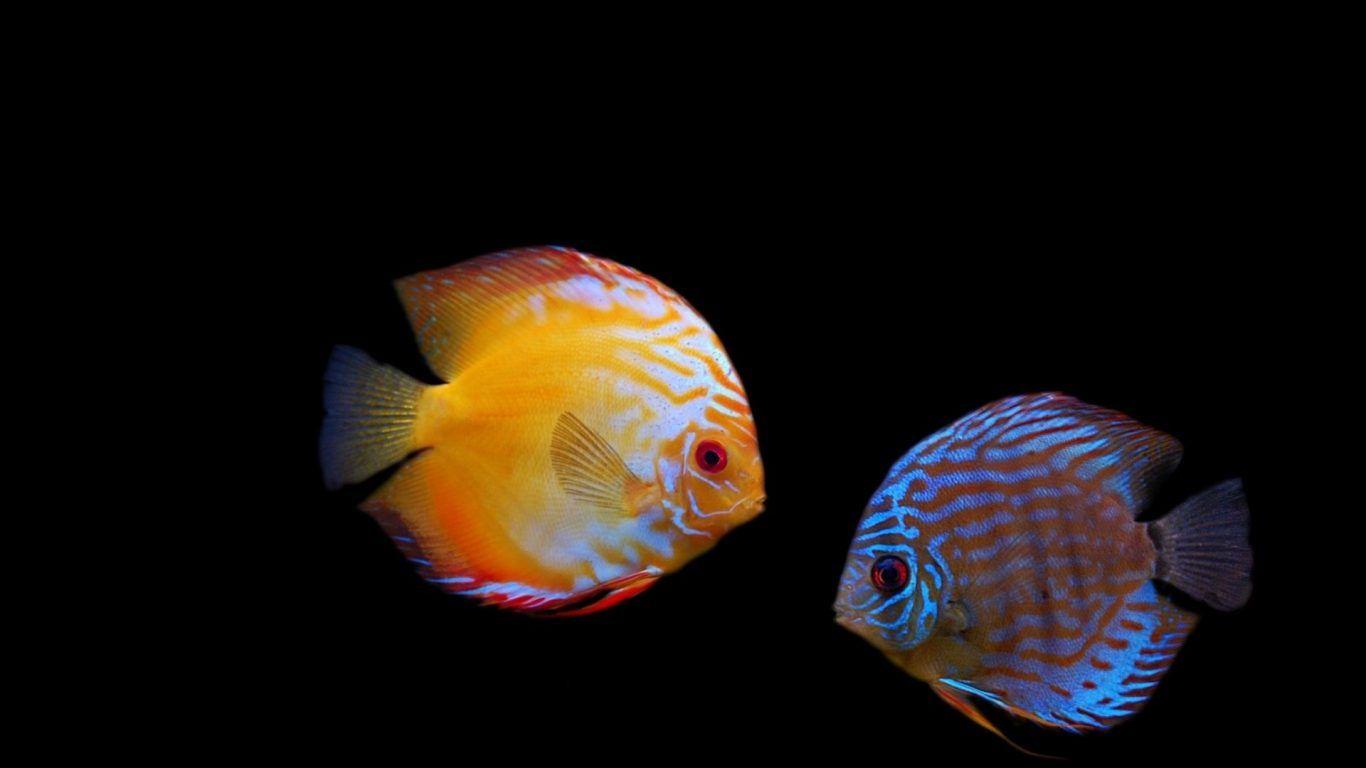 Best freshwater aquarium fish 4k hd wallpapers