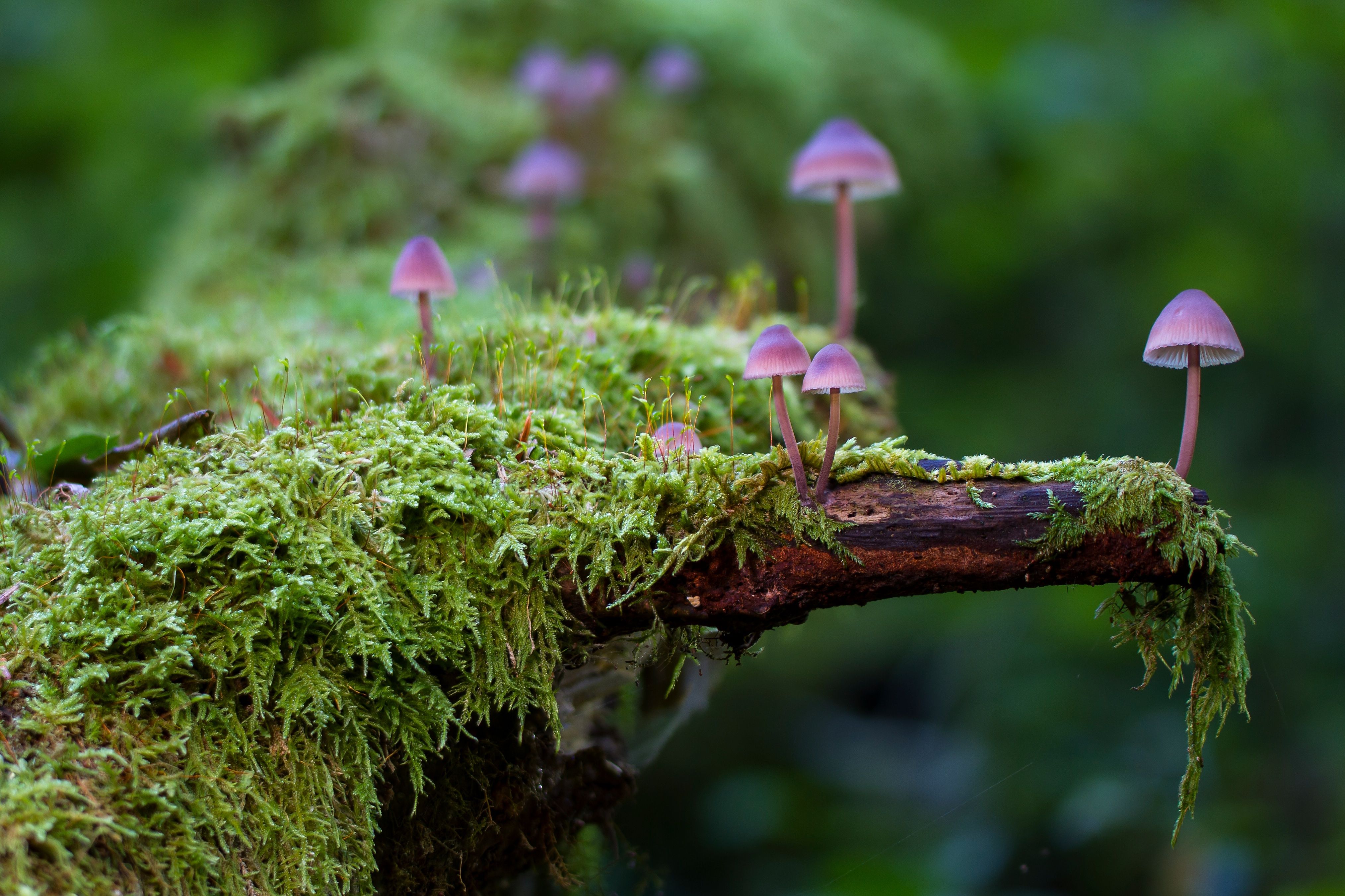 Tiny Mushrooms on a Log with Moss 4k Ultra HD Wallpaper. Background