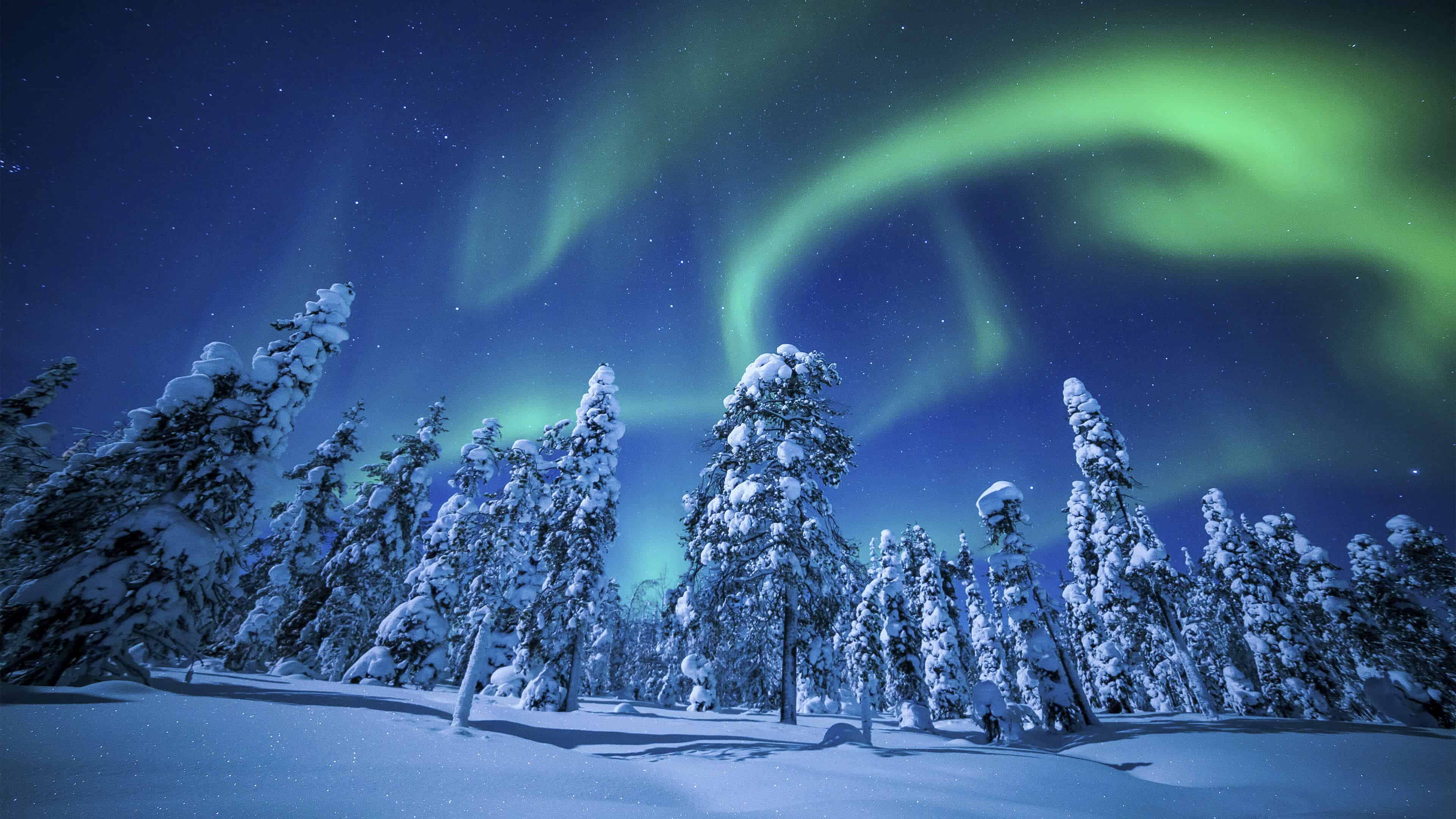 Northern Lights (Aurora Borealis) Over Winter Forest UHD 4K