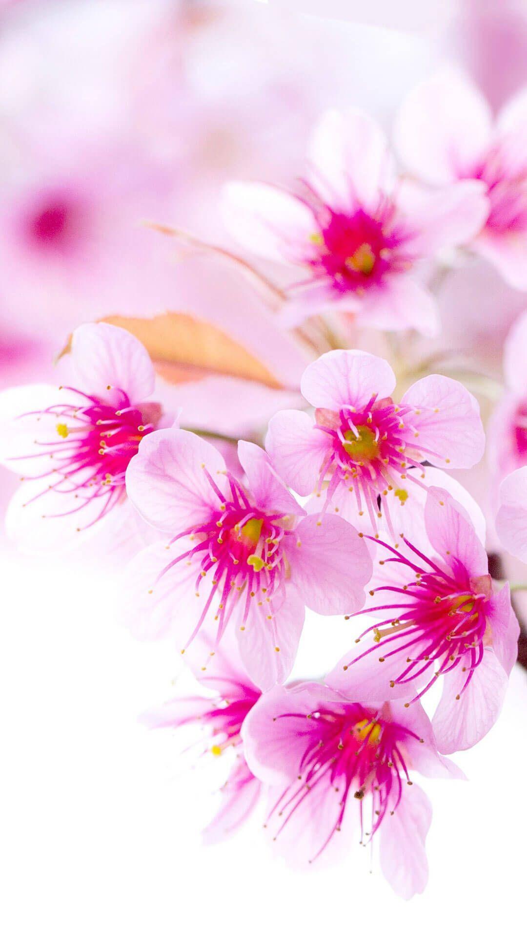 Cherry Blossom iPhone Wallpaper Tumblr HD