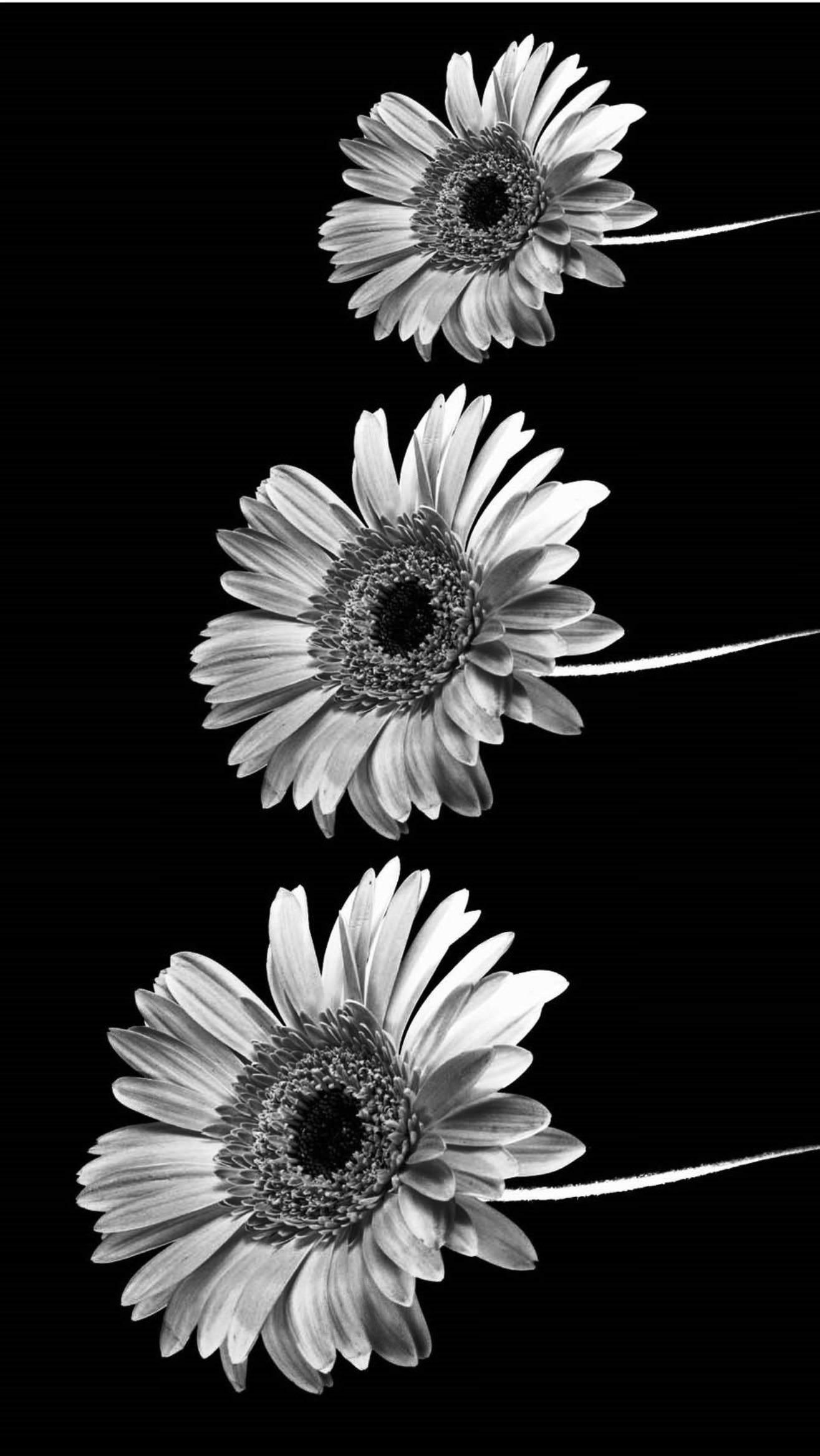 black and white iphone wallpaper tumblr