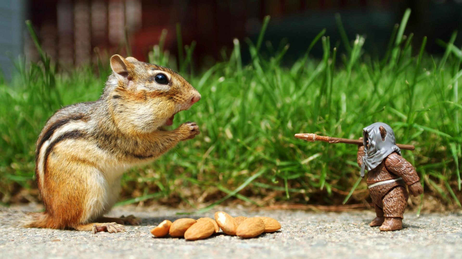 Funny Facebook Animals Desktop #Wallpaper