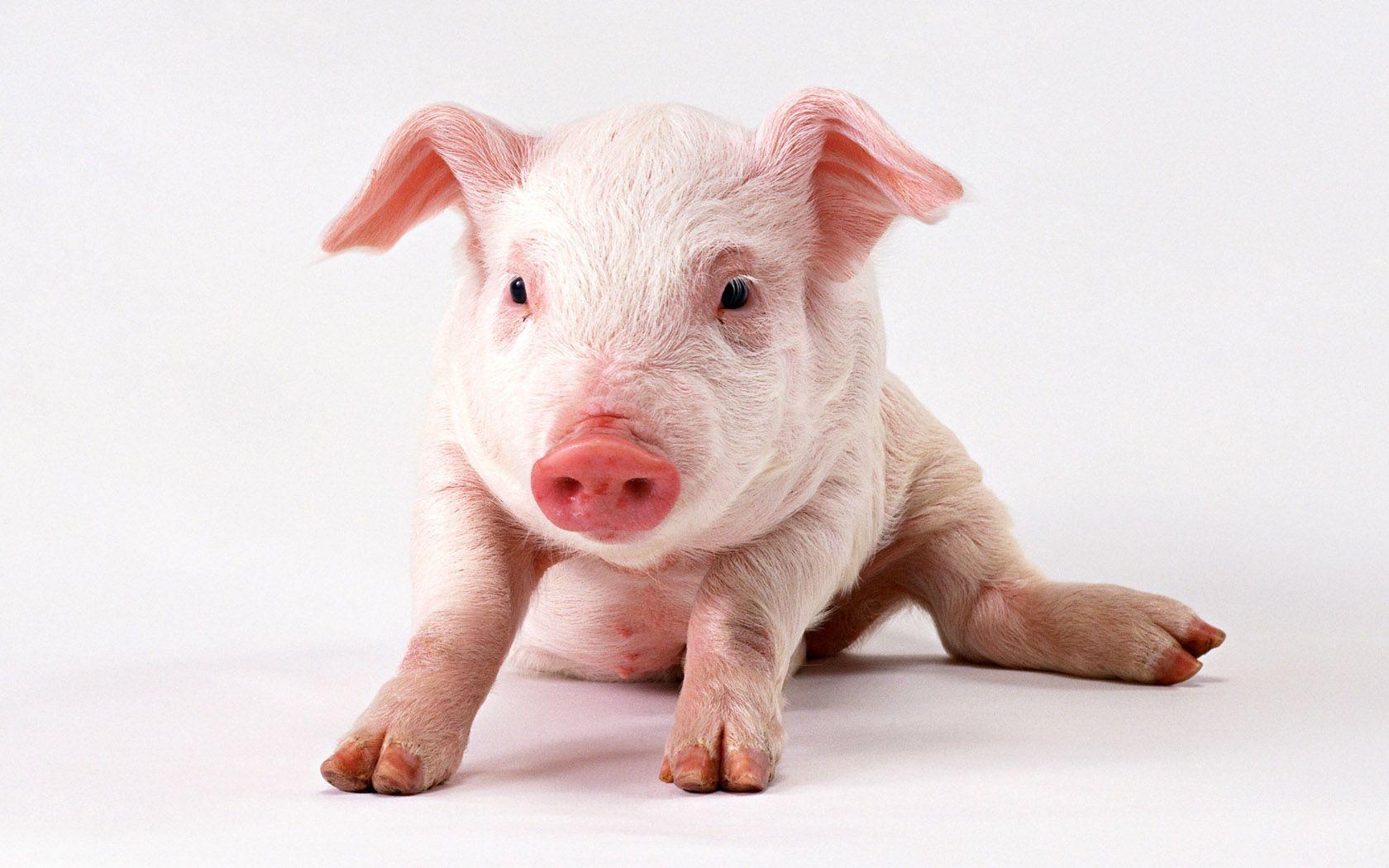 Pig Wallpaper 24428 1680x1050 px