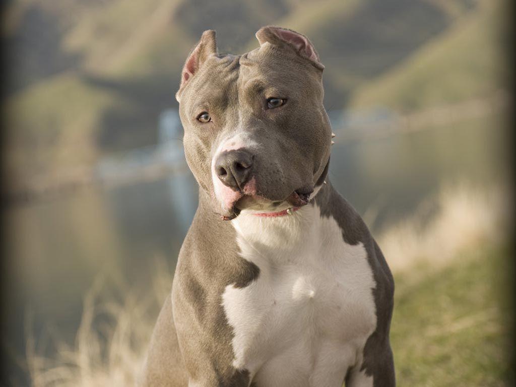 wallpaper of pitbull dog