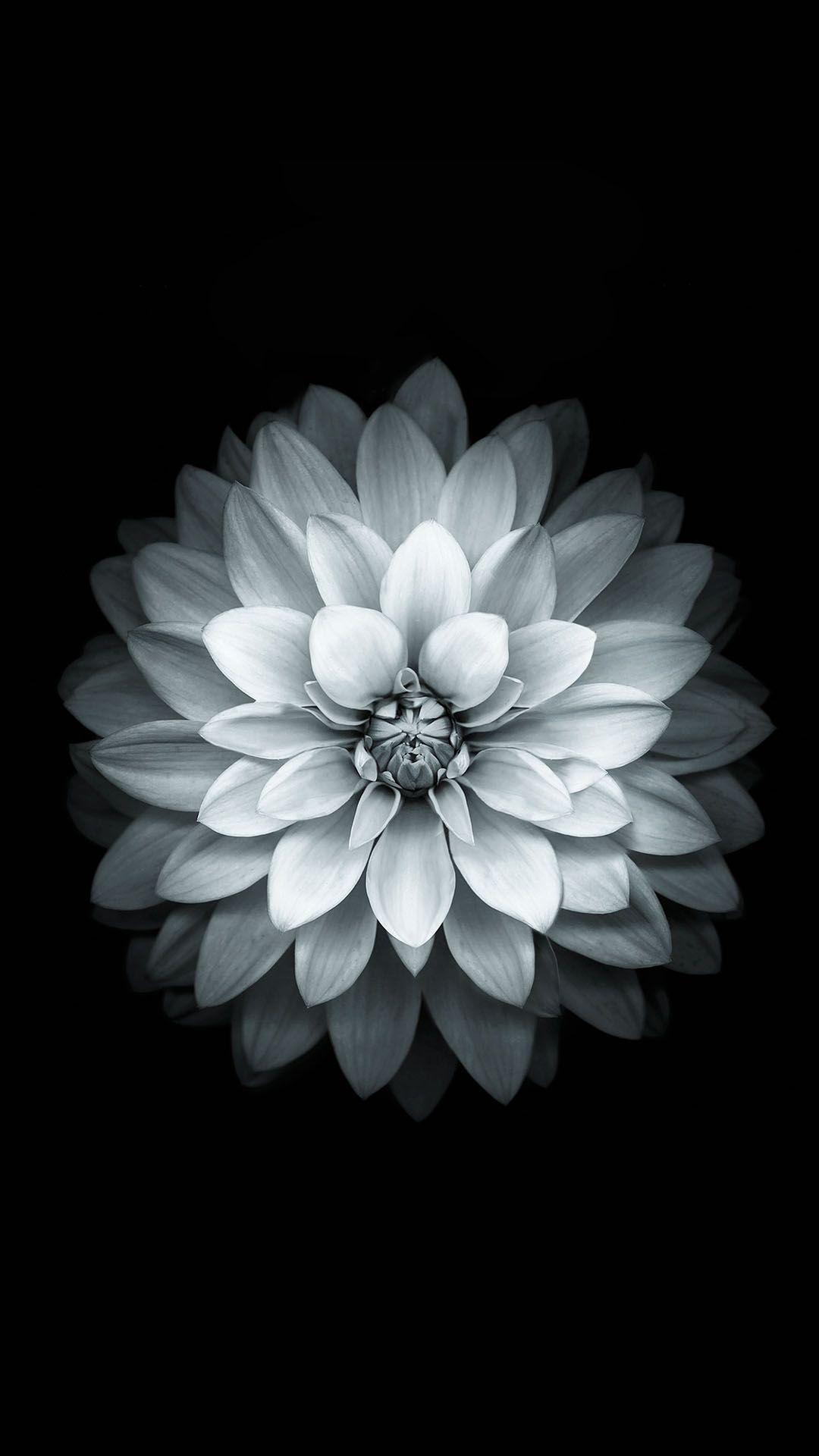 Black White Apple Lotus Flower Android Wallpaper free download