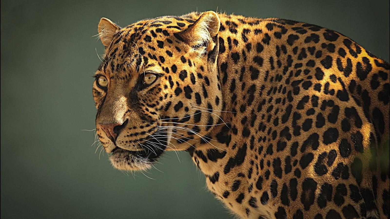 Animals Leopard Photo Free HD Wallpaper Download
