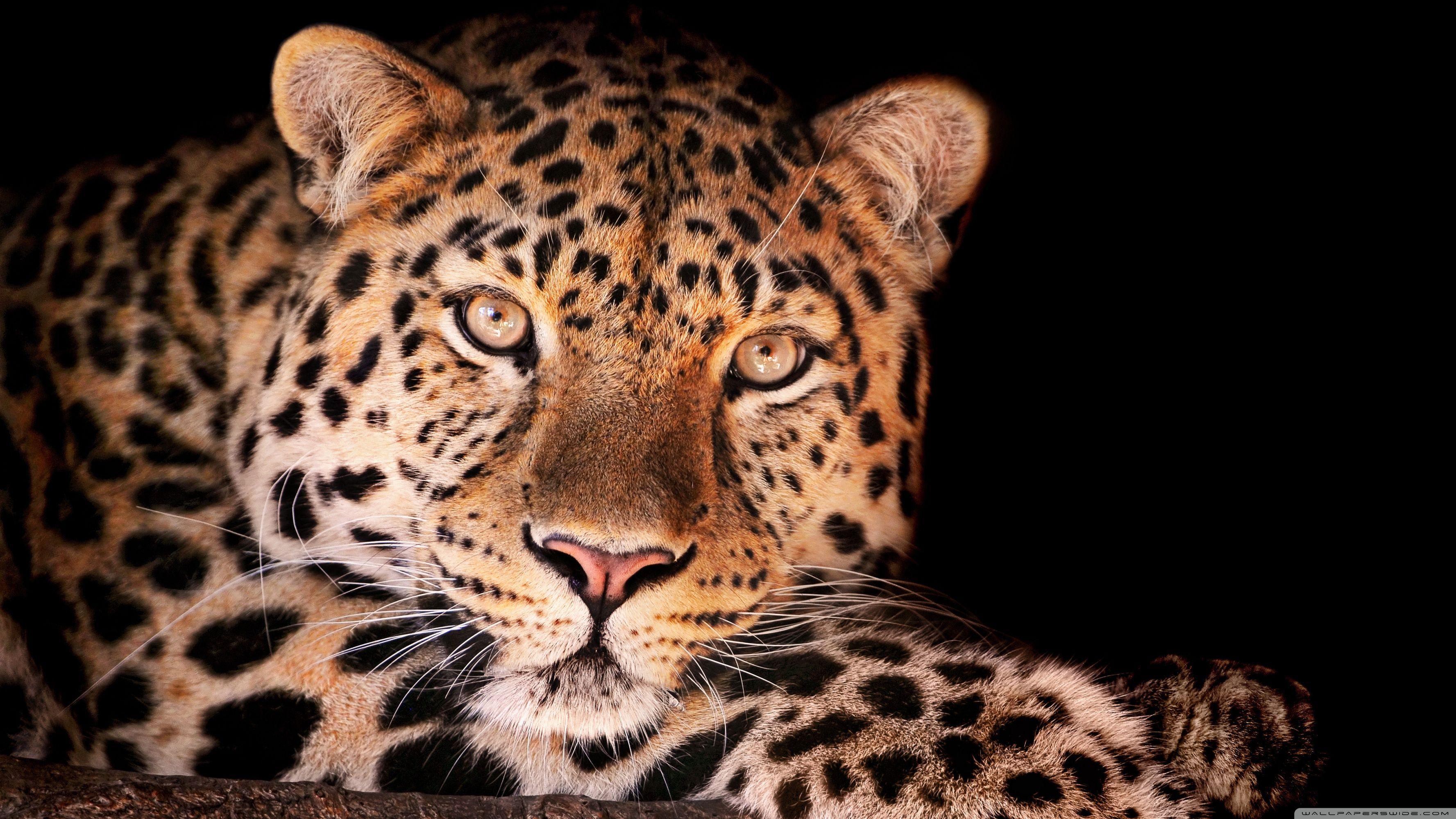 Magnificent Leopard ❤ 4K HD Desktop Wallpaper for 4K Ultra HD TV