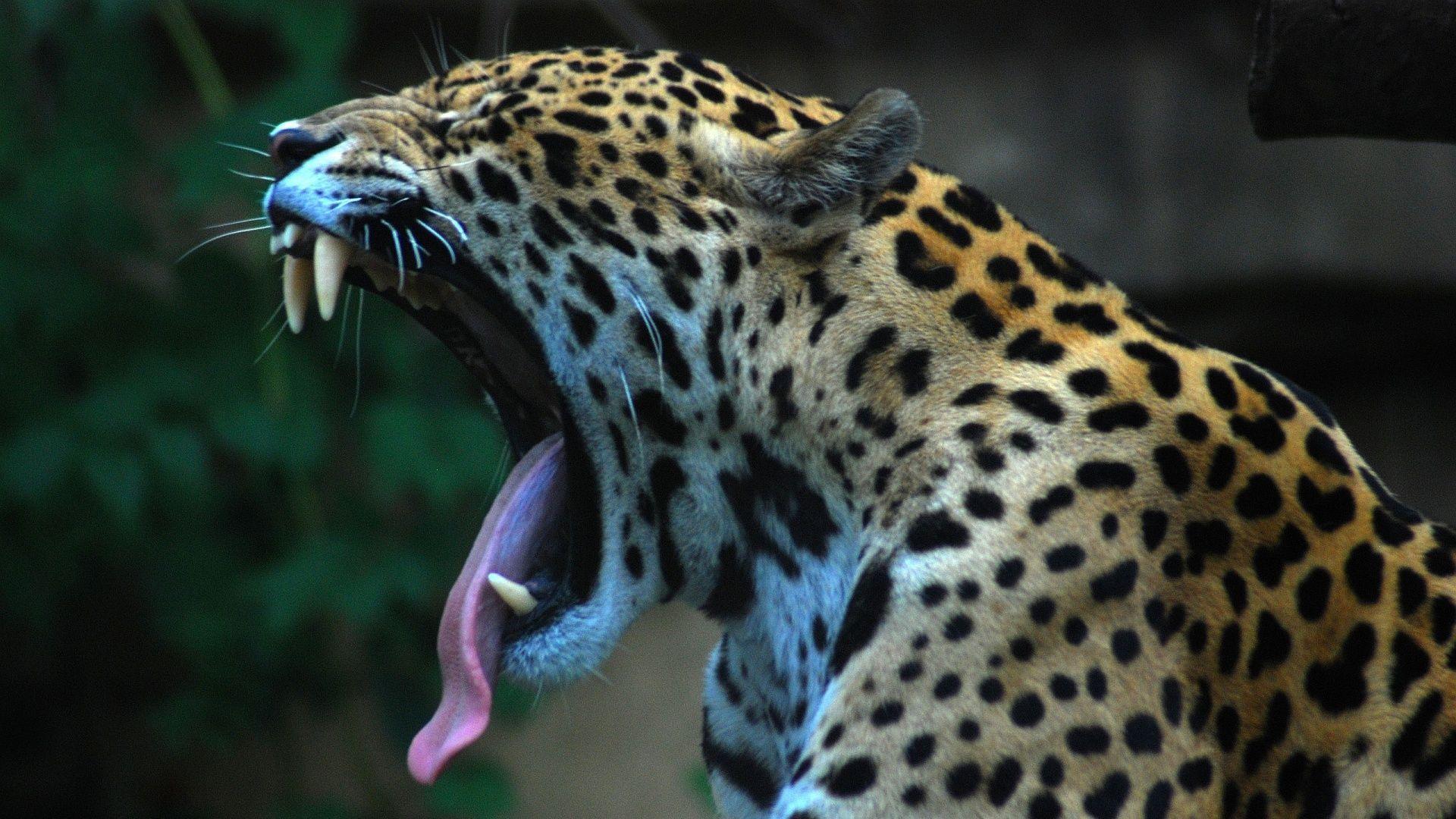 Leopard HD Image, Get Free top quality Leopard HD Image