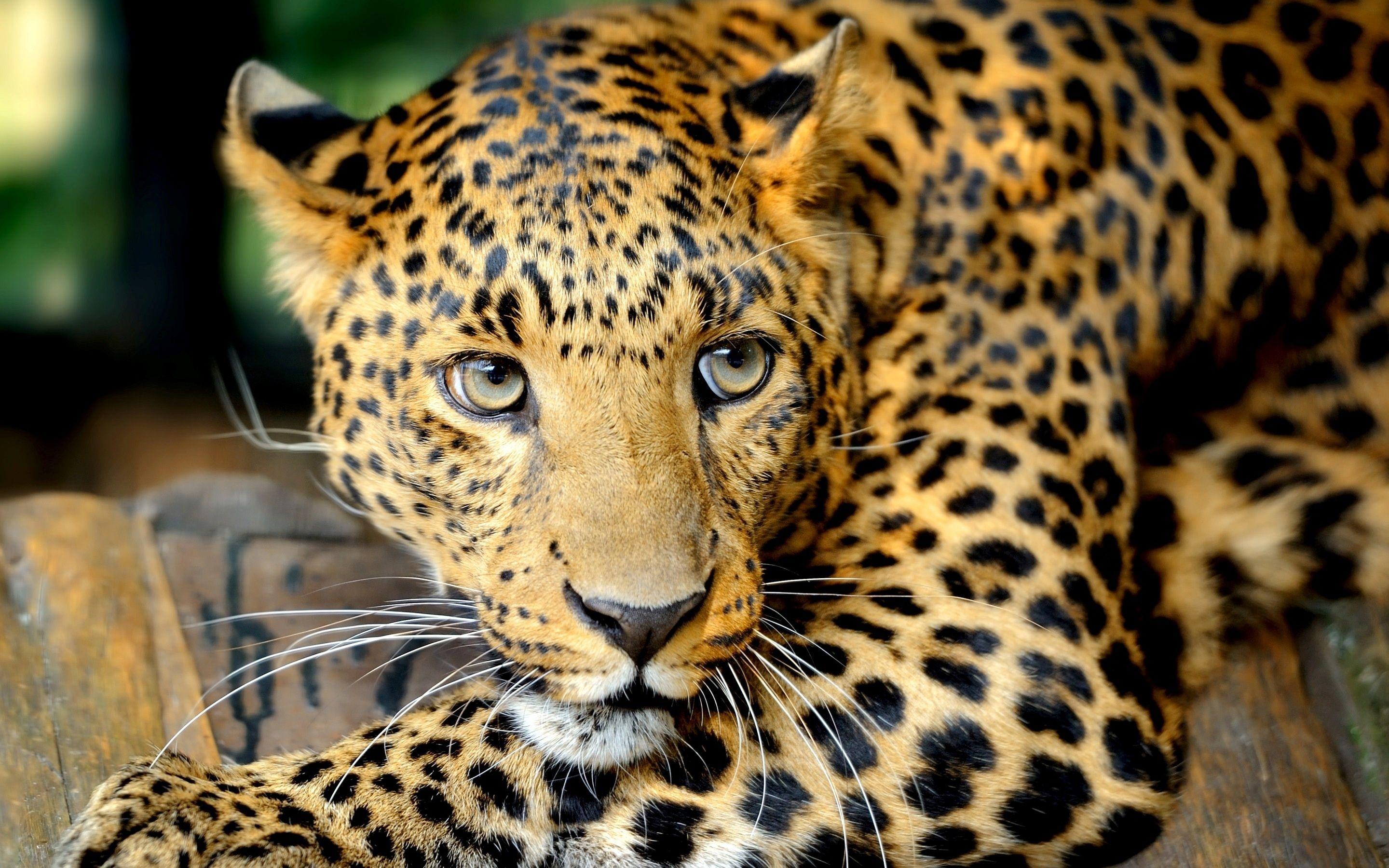 Animal Leopard HD Wallpaper High Resolution