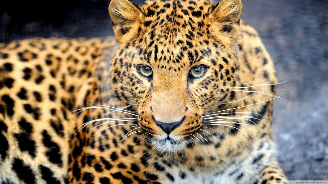 Animals & Birds Leopard HQ wallpaper Desktop, Phone, Tablet