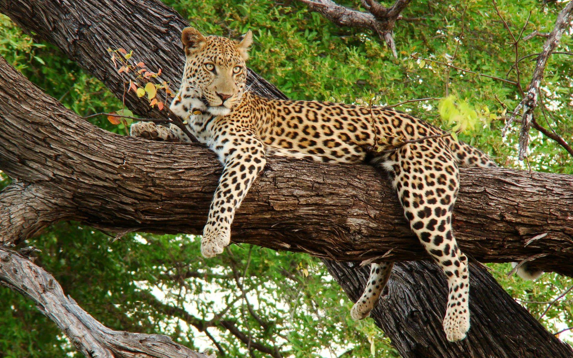 Animals Leopard Photo Free HD Wallpaper Download