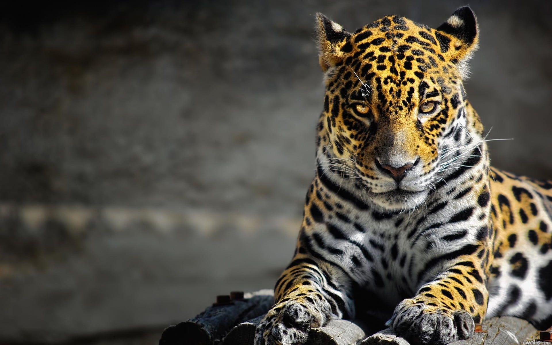 Selective focus photography of Leopard HD wallpaper