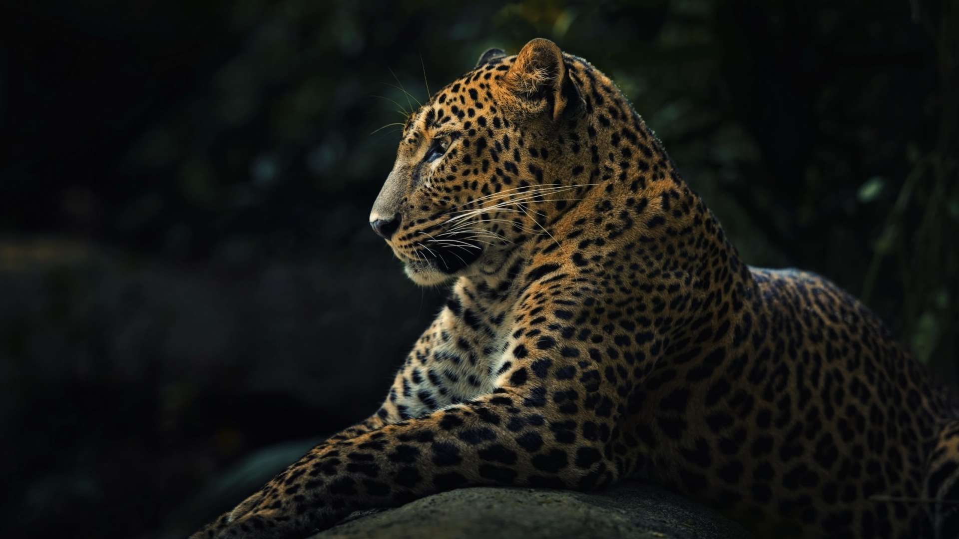 Leopard HD Wallpaper Sky HD Wallpaper 1920x1080