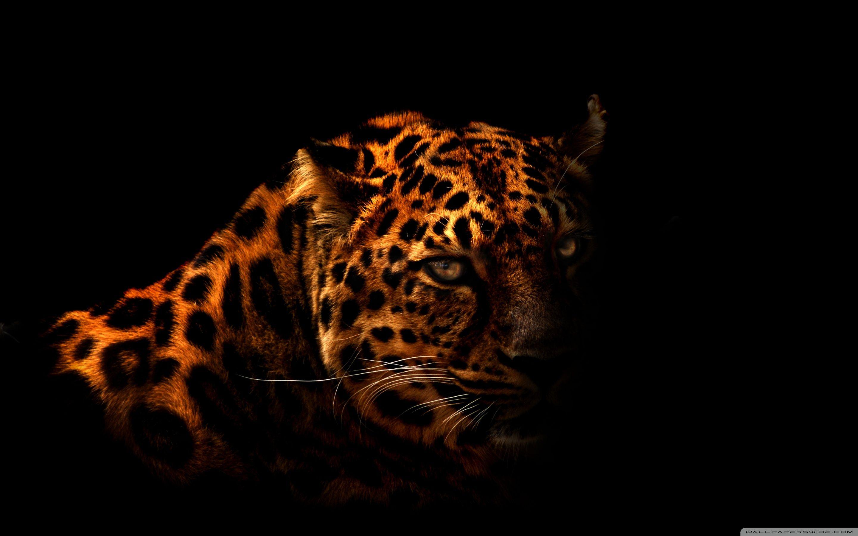 Leopard ❤ 4K HD Desktop Wallpaper for 4K Ultra HD TV • Wide & Ultra