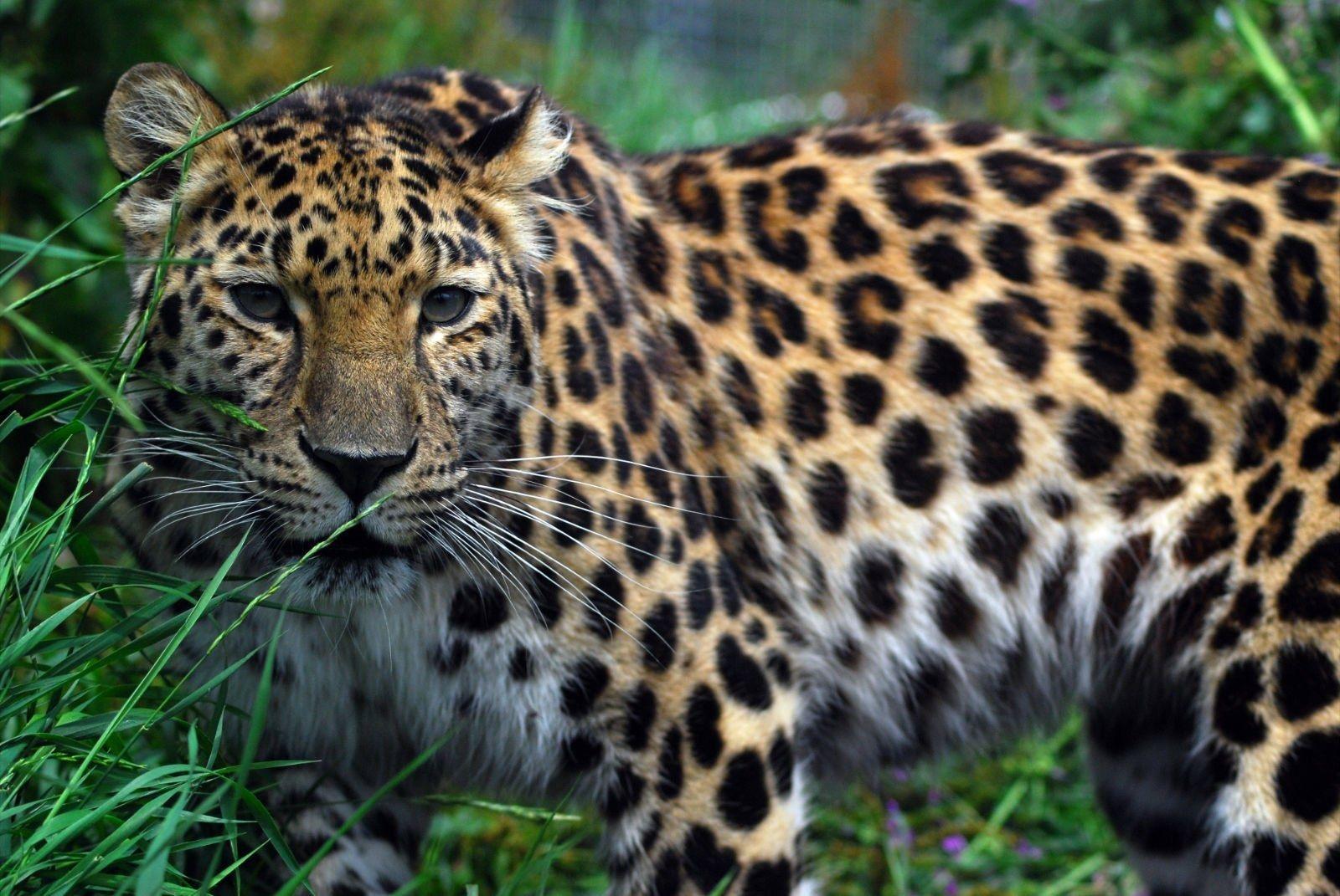 Amur leopards image Amur leopard HD wallpaper and background photo