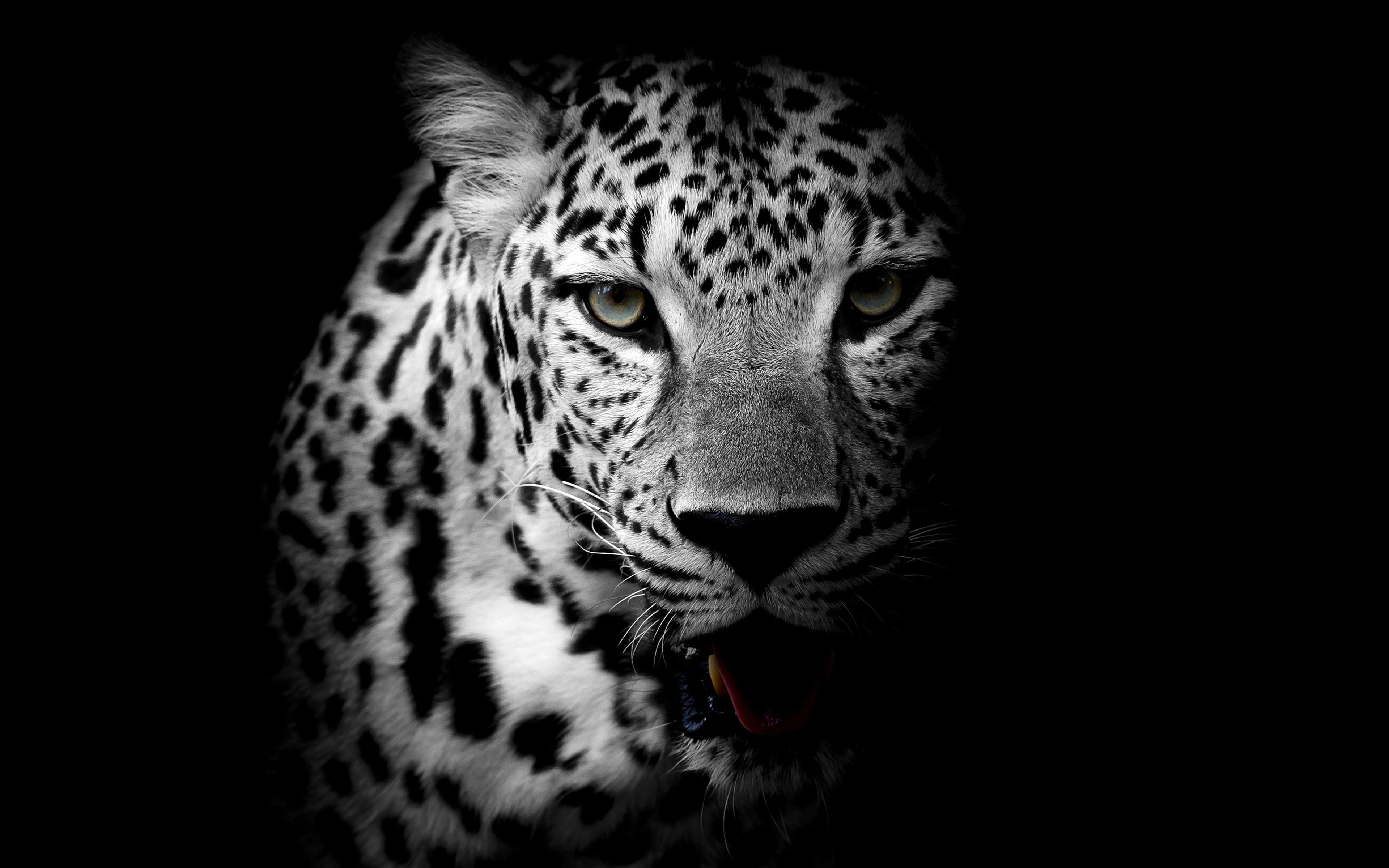 Beautiful Black Leopard HD Wallpaper. The Black Posters