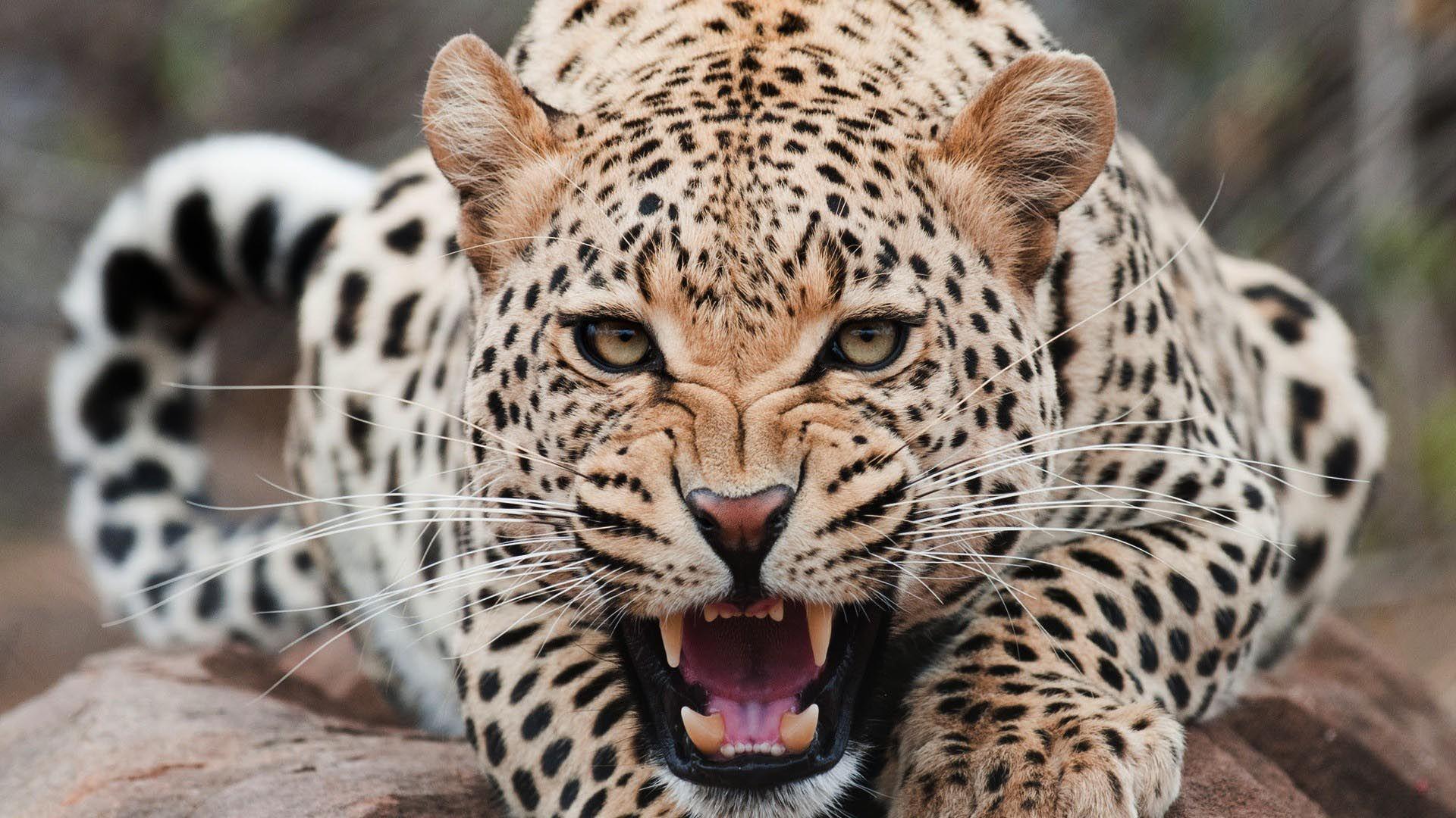 leopard image. Leopard Screaming HD Wallpaper FullHDWpp