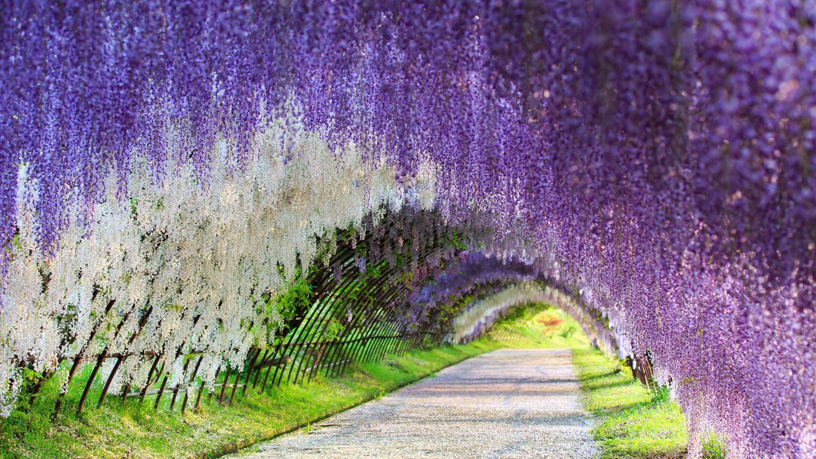 Japan Flower Tunnel Wallpapers Wallpaper Cave