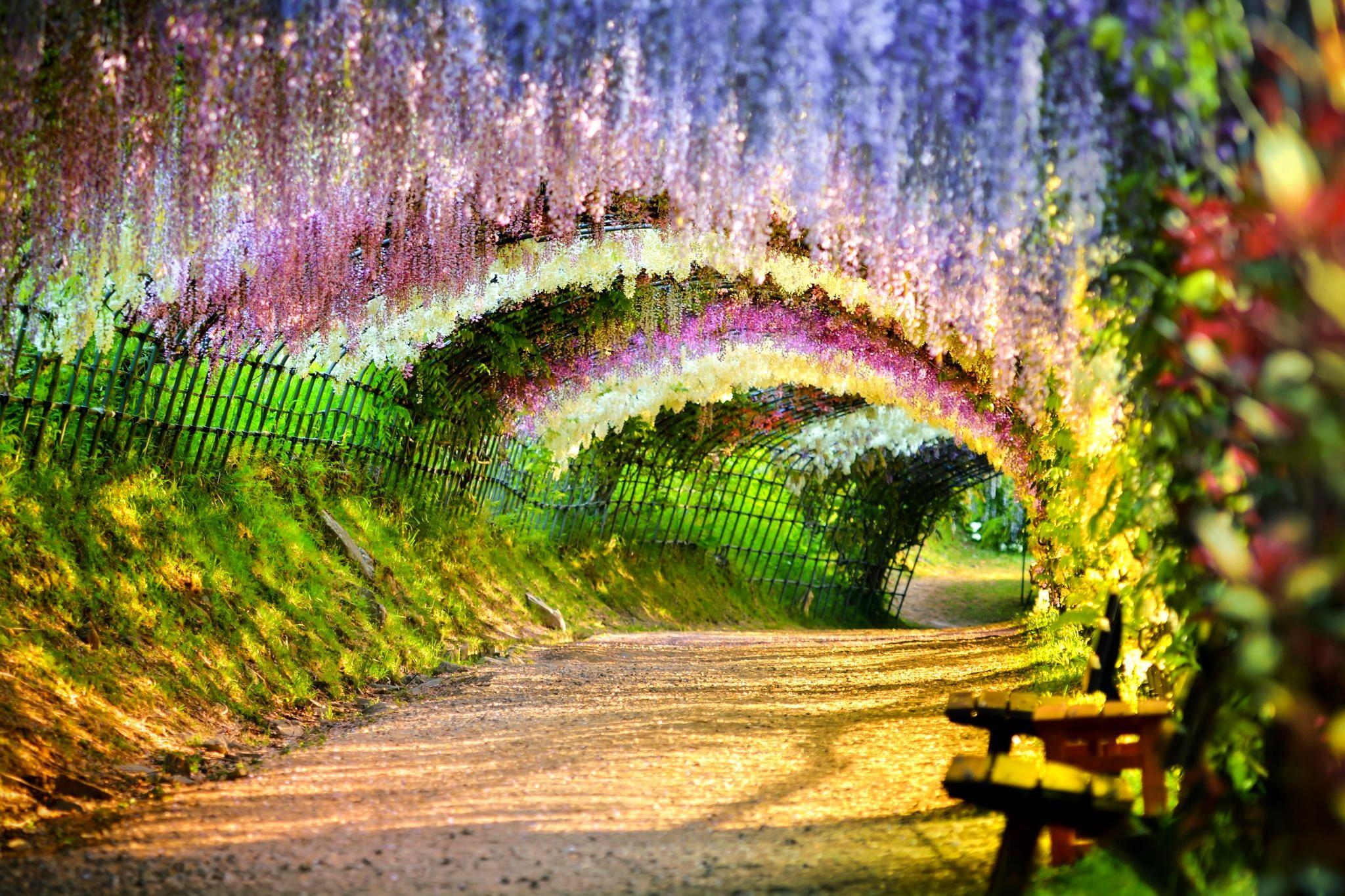 fence, tunnel, bench, springtime, beautiful, path, Japan, wisteria